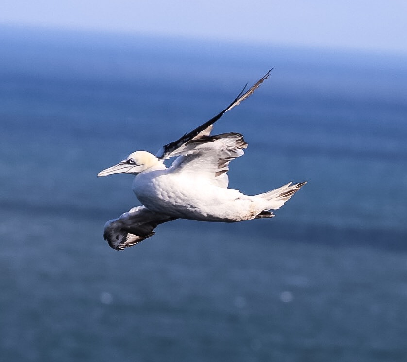 Canon EOS 6D + Canon EF 300mm F4L IS USM sample photo. Gannet against the wind photography