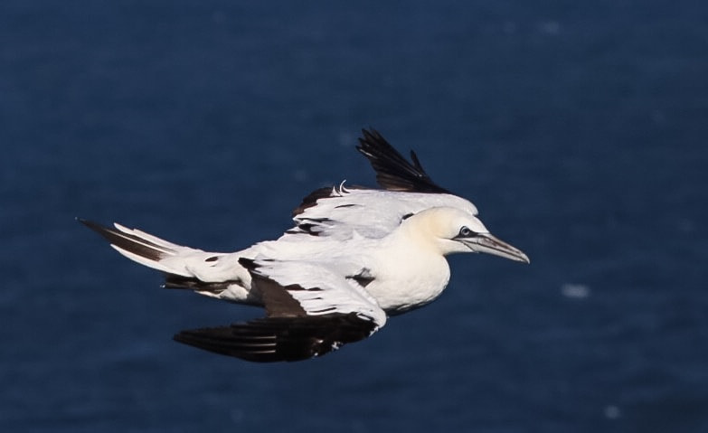 Canon EOS 6D + Canon EF 300mm F4L IS USM sample photo. Wind blown gannet photography