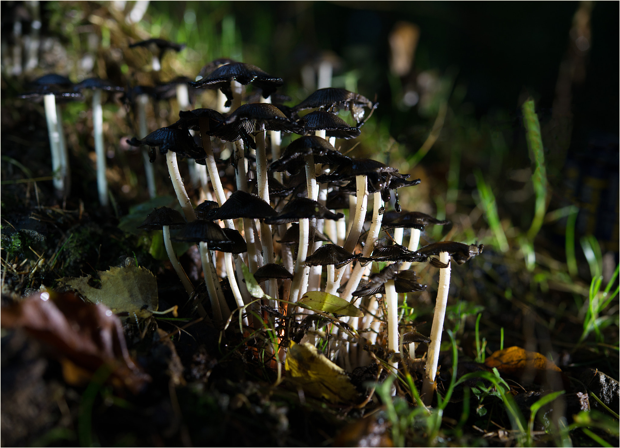 Nikon AF-S Micro-Nikkor 60mm F2.8G ED sample photo. Night in the forrest photography