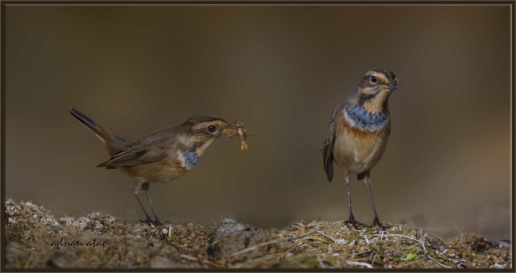 Sigma 150-600mm F5-6.3 DG OS HSM | S sample photo. Mavigerdan - bluethroat - luscinia svecica photography