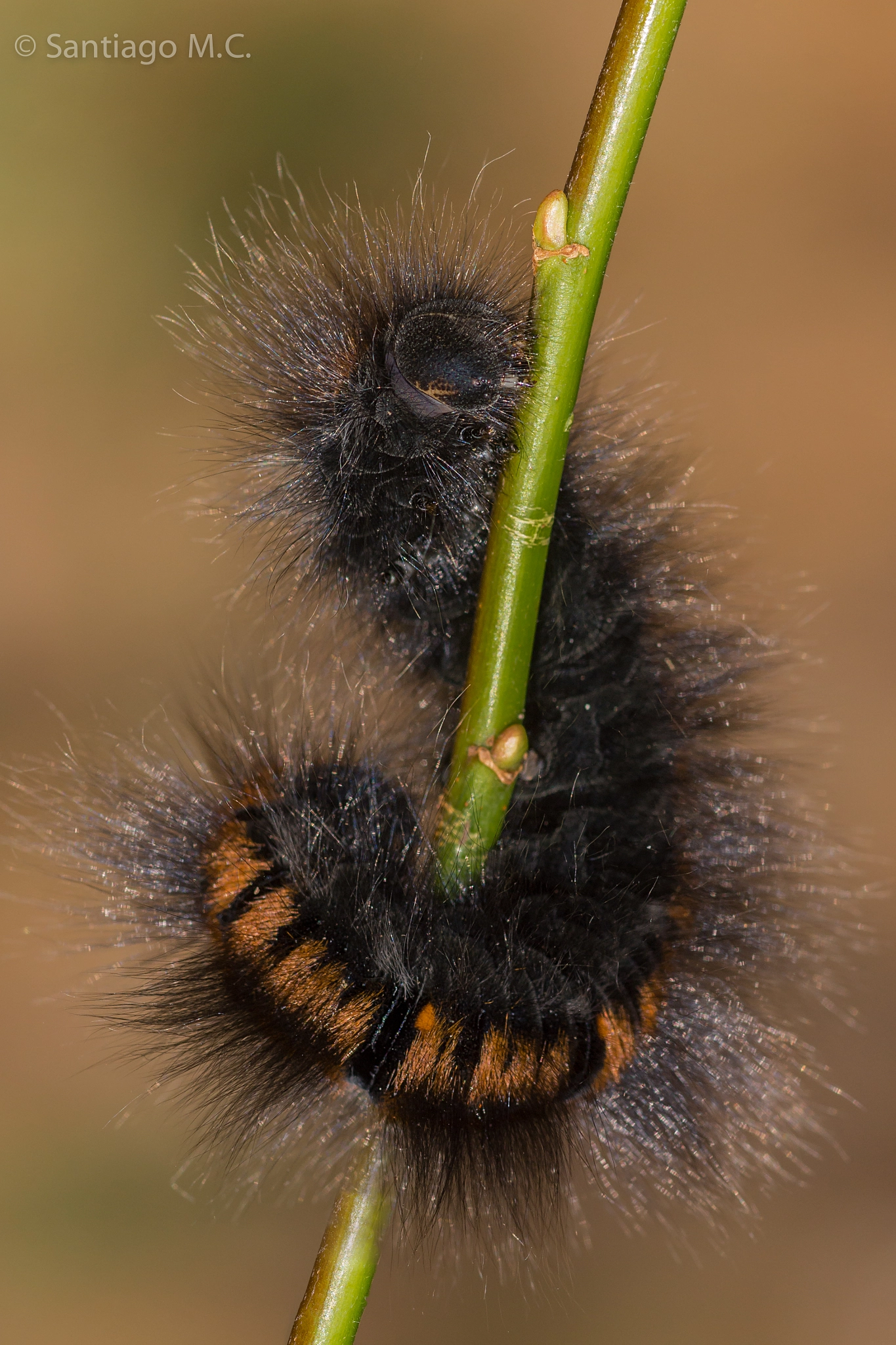 Sony 100mm F2.8 Macro sample photo. Macrothylacia rubi photography