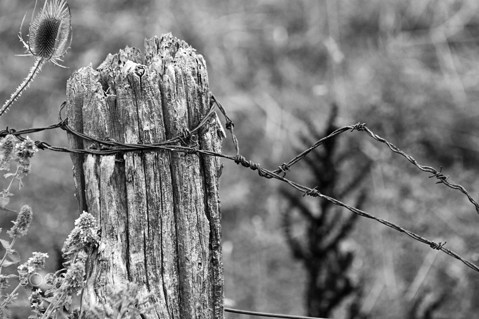 Canon EF 75-300mm f/4-5.6 USM sample photo. Fence post photography