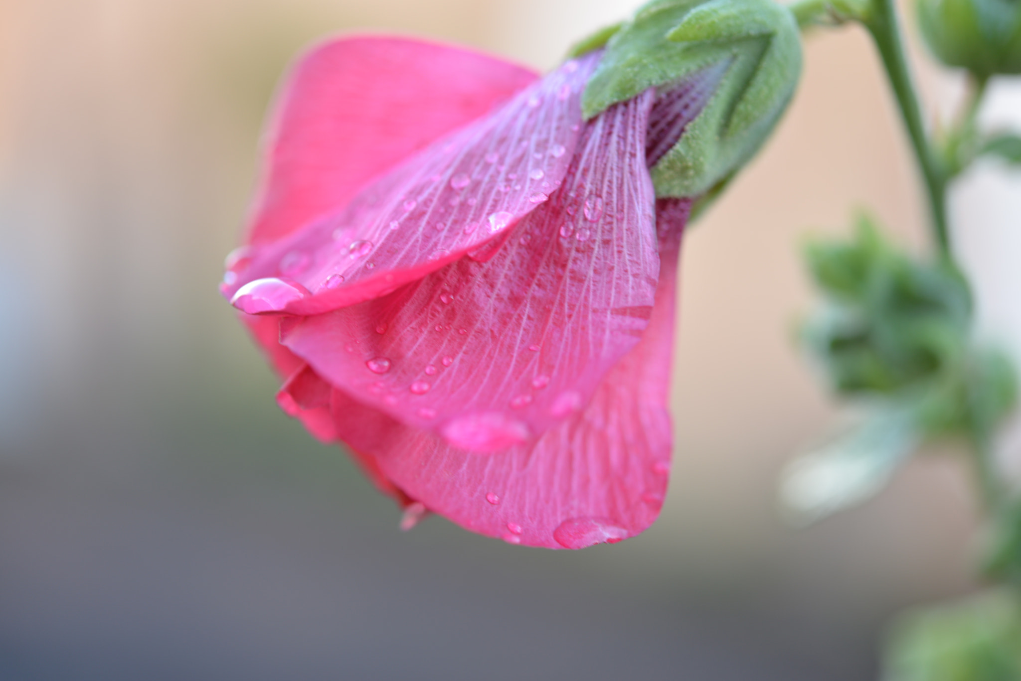 Nikon D610 sample photo. Roses perlées / 217 photography