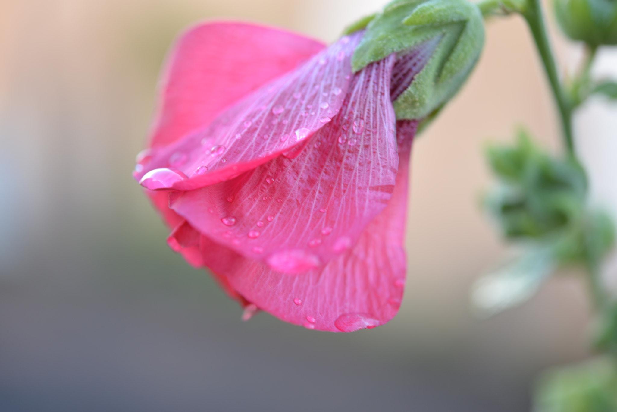Nikon AF-S Micro-Nikkor 60mm F2.8G ED sample photo. Roses perlées / 217 photography
