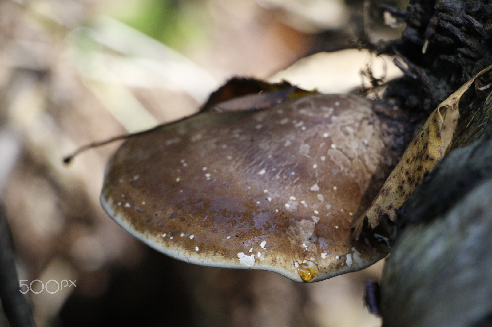 Canon EOS 50D + Canon EF-S 18-135mm F3.5-5.6 IS STM sample photo. Fungus on tree photography