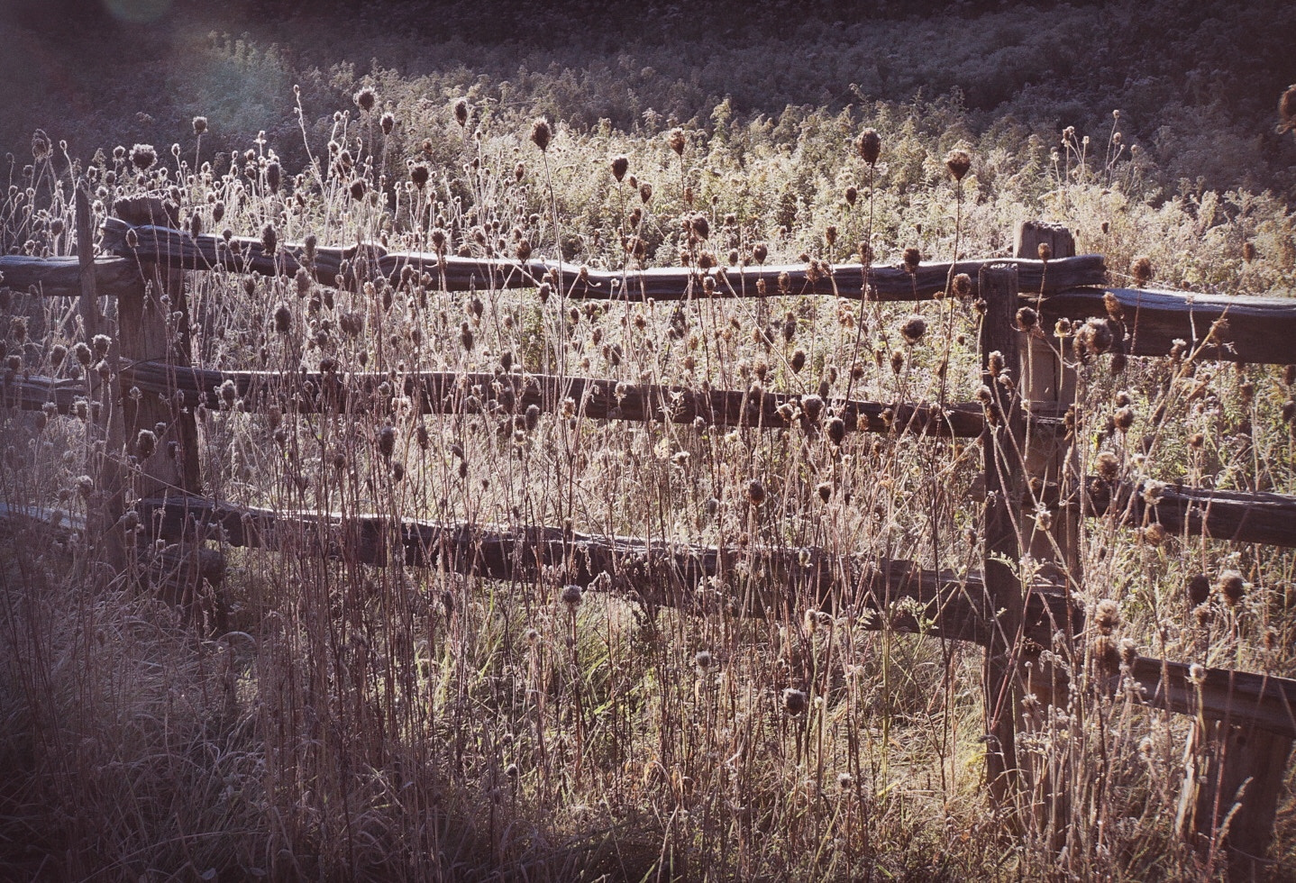 Sony E 18-55mm F3.5-5.6 OSS sample photo. Fence photography