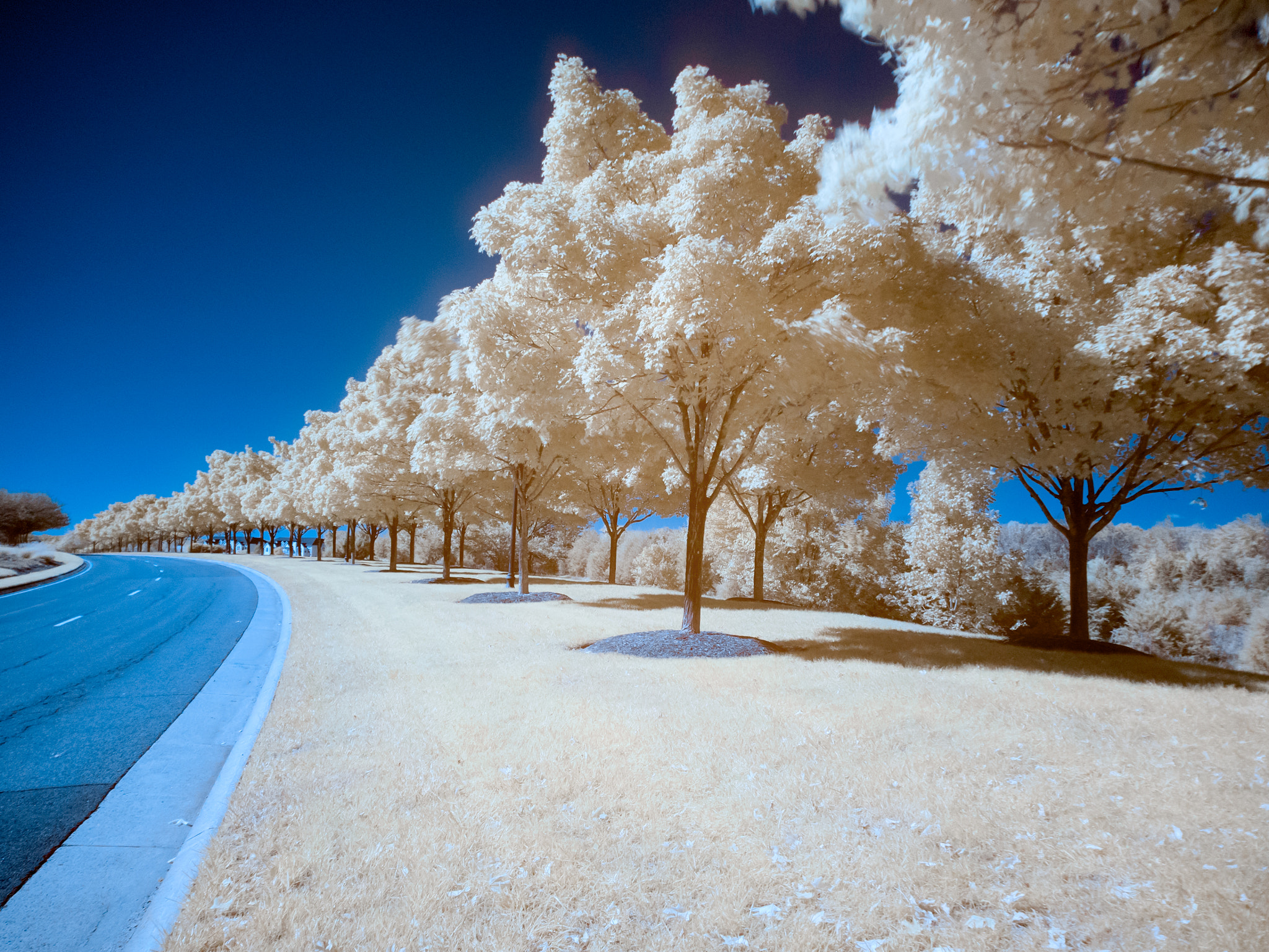 Olympus OM-D E-M1 + Olympus M.Zuiko Digital ED 14-42mm F3.5-5.6 EZ sample photo. Trees in infrared, chantilly, va photography