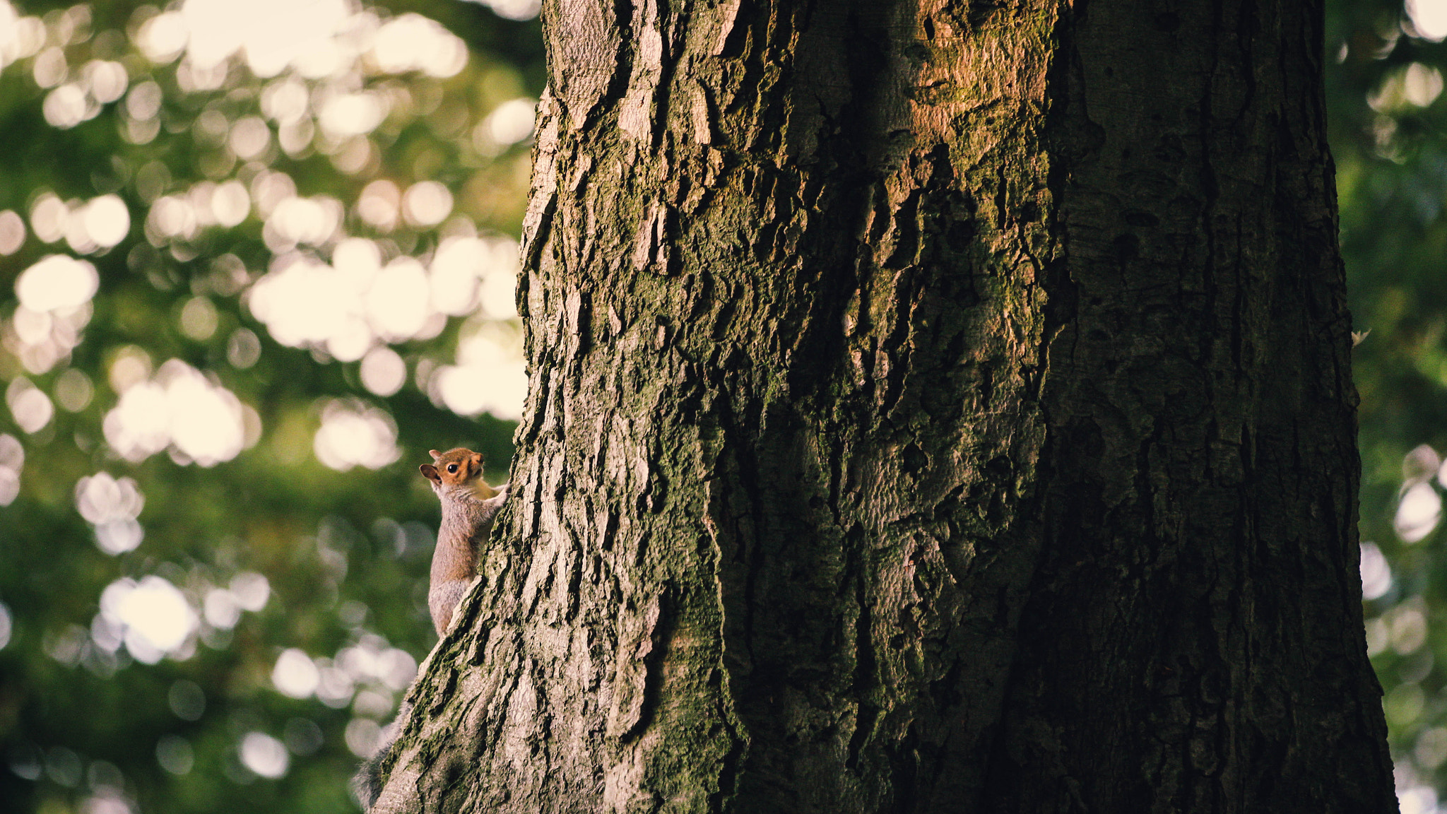 Canon EF 70-200mm F2.8L IS II USM sample photo. Hi there photography