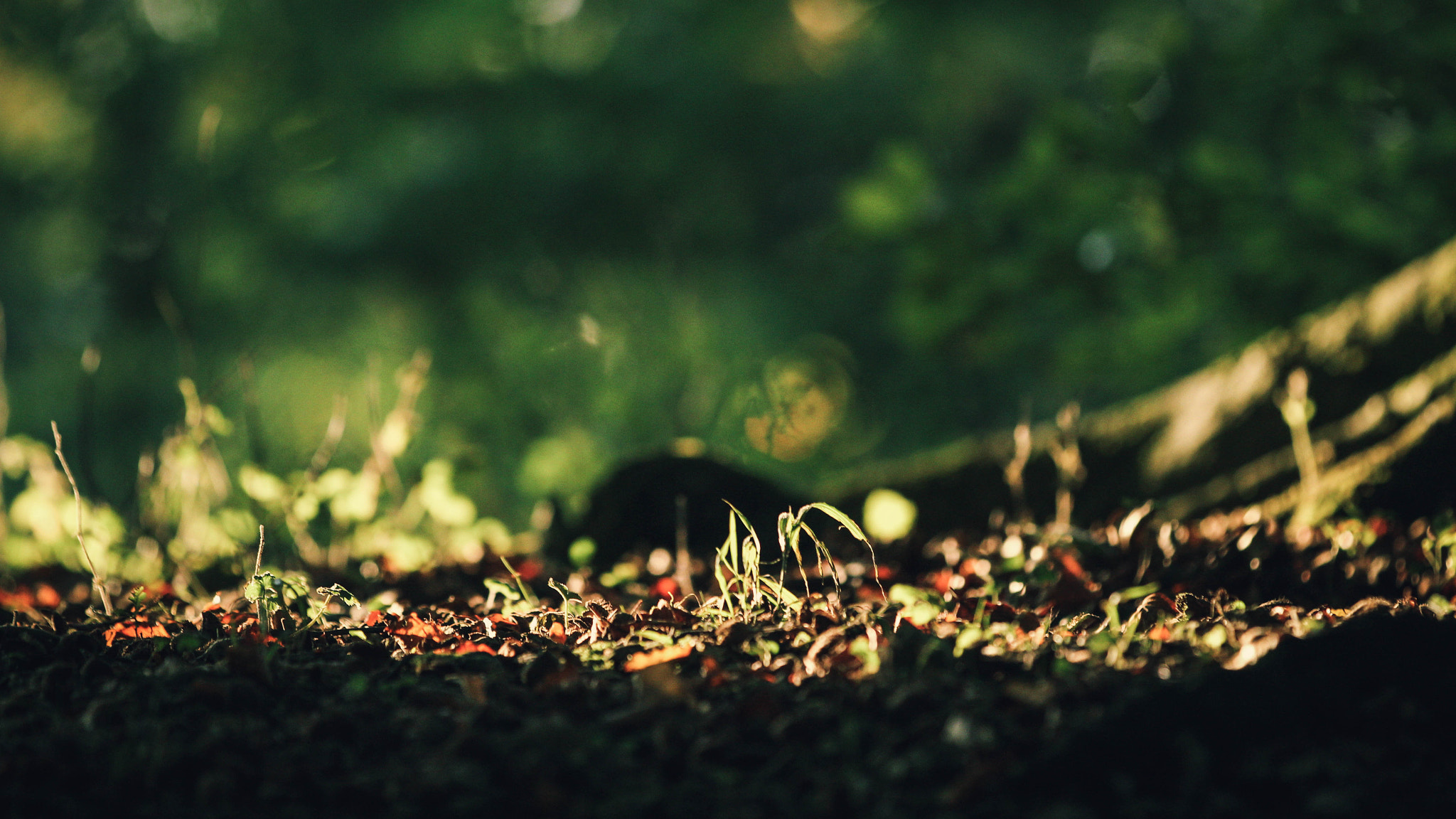 Canon EF 70-200mm F2.8L IS II USM sample photo. Autumn woodland floor photography