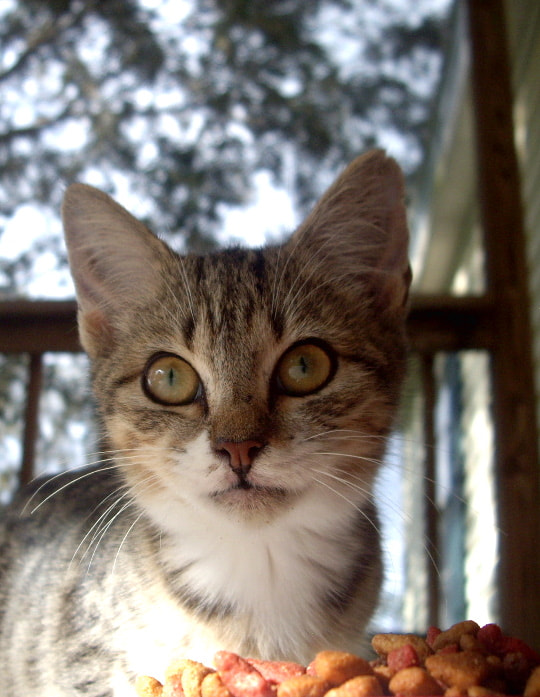 Pentax OPTIO A10 sample photo. Little bit kitty photography