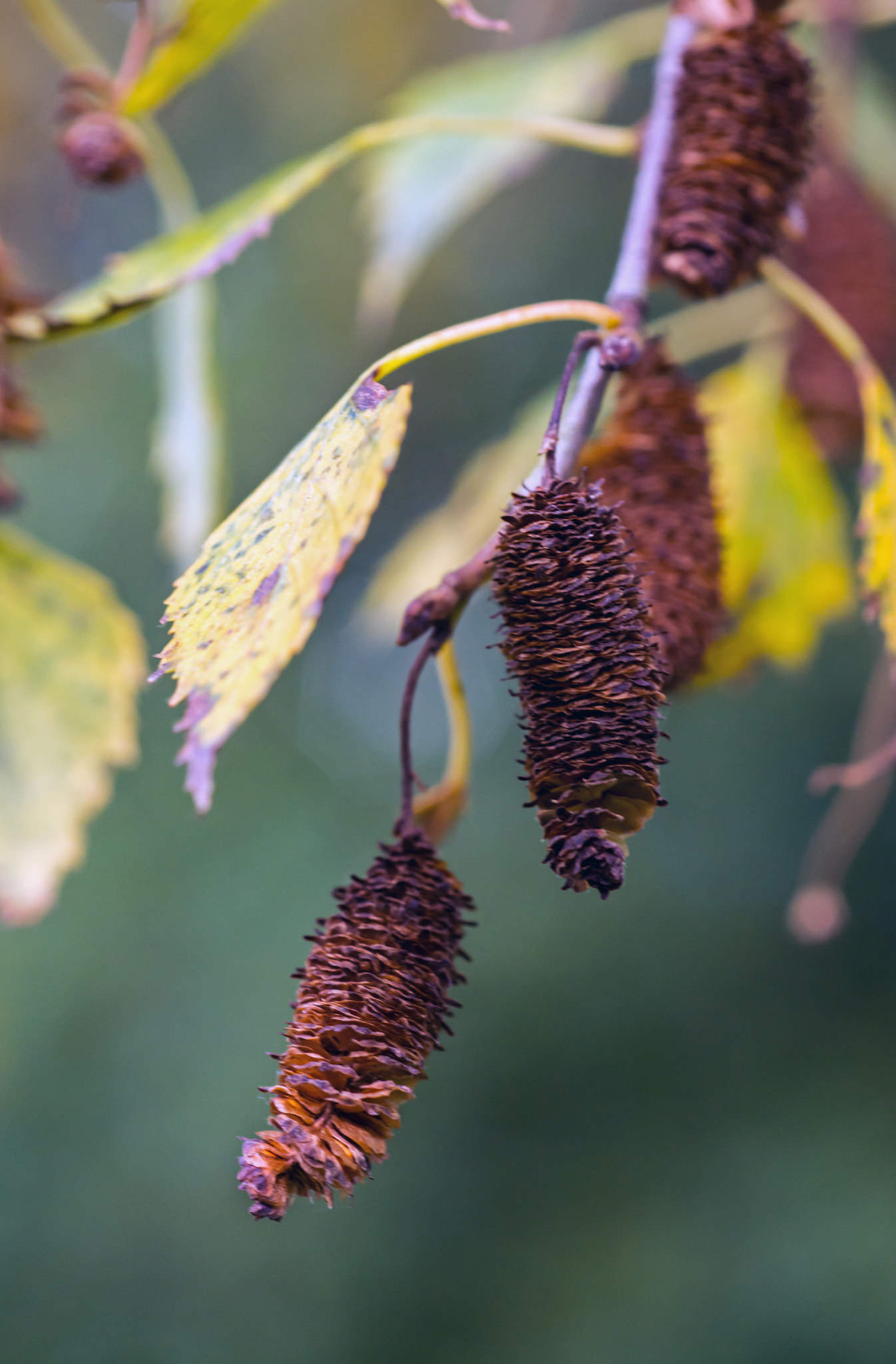 Nikon D7100 + AF Micro-Nikkor 60mm f/2.8 sample photo. Betula maracas? photography