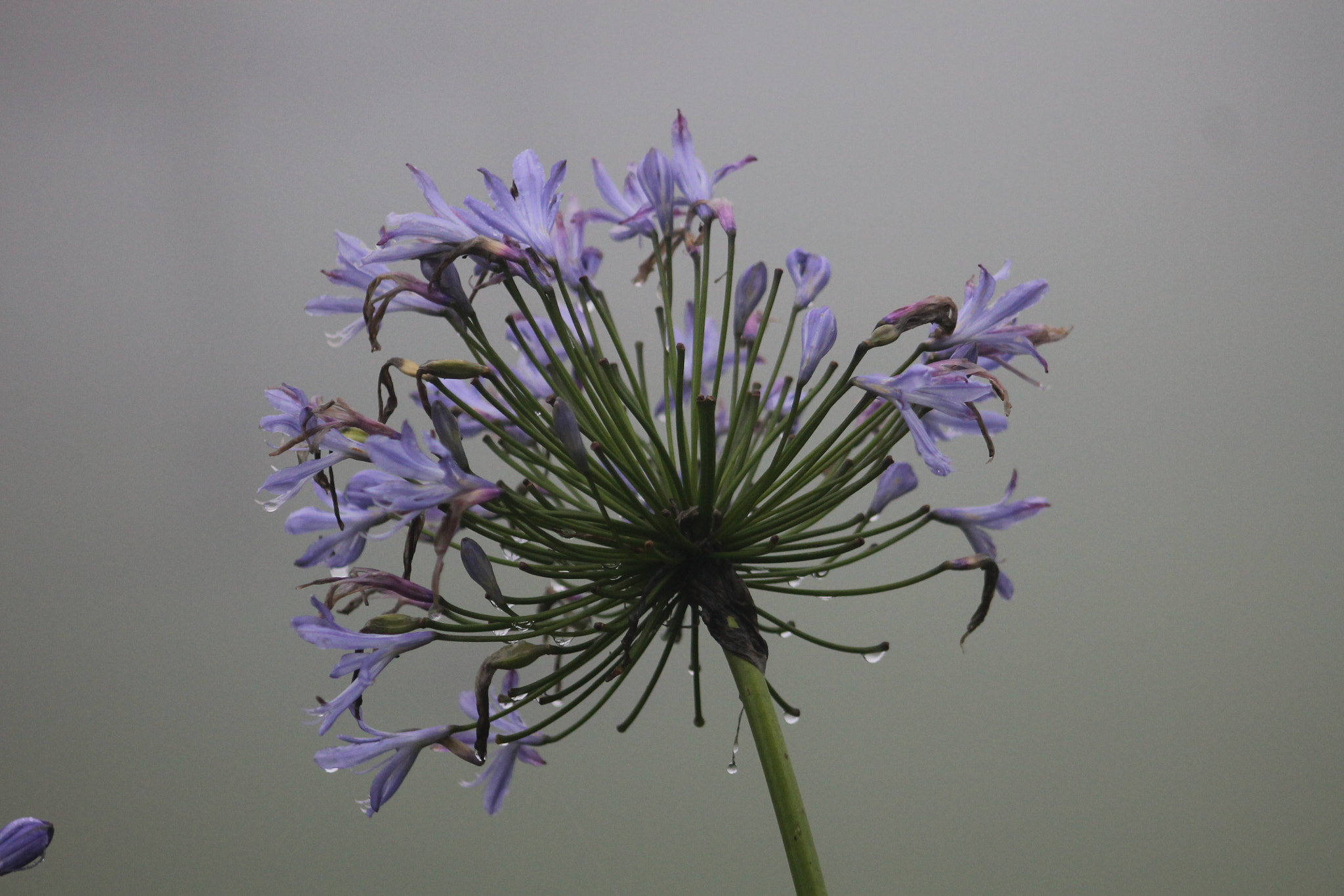 Canon EF 75-300mm f/4-5.6 USM sample photo. Img photography