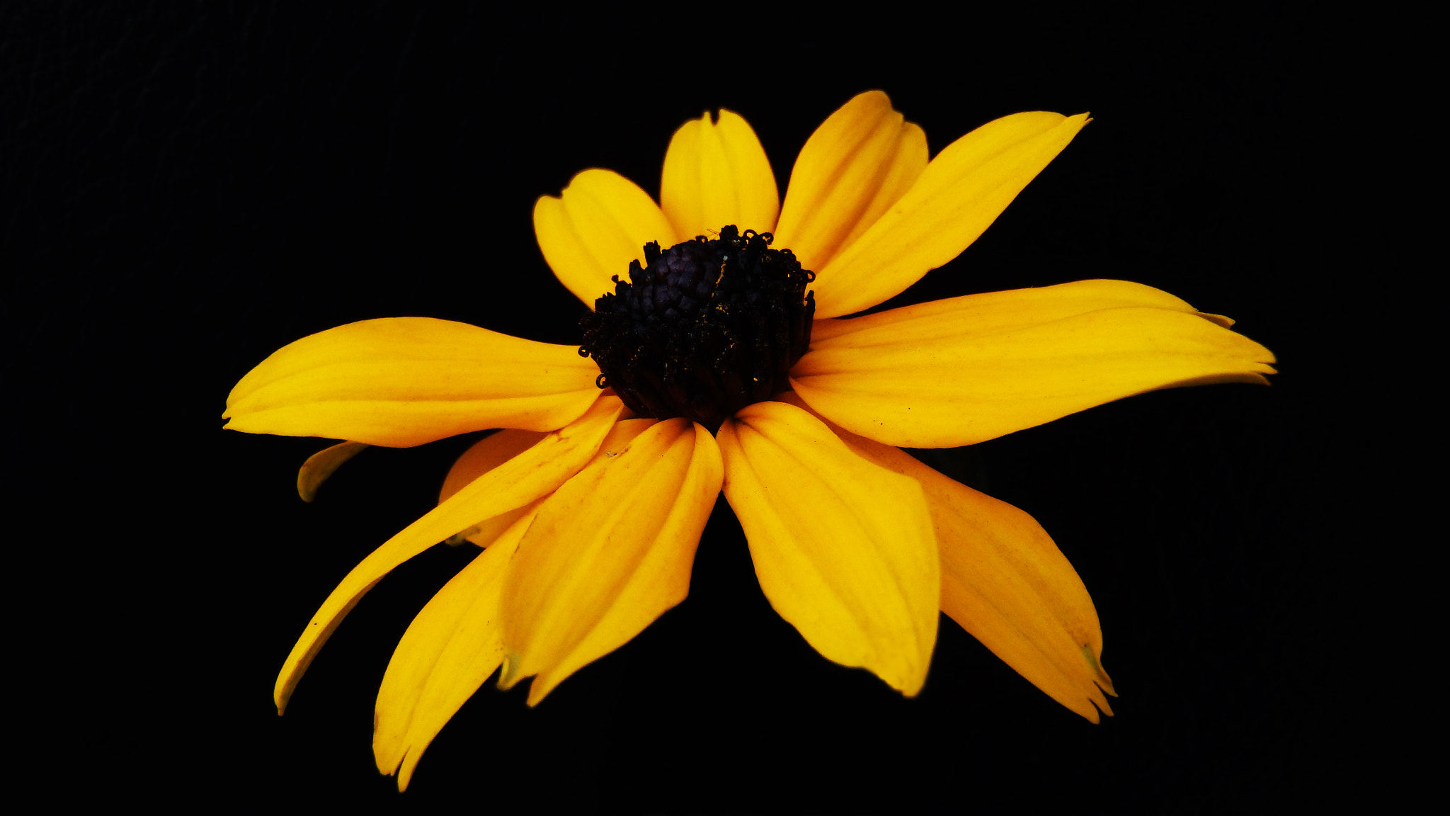 Olympus TG-830 sample photo. Yellow cone flower......... photography