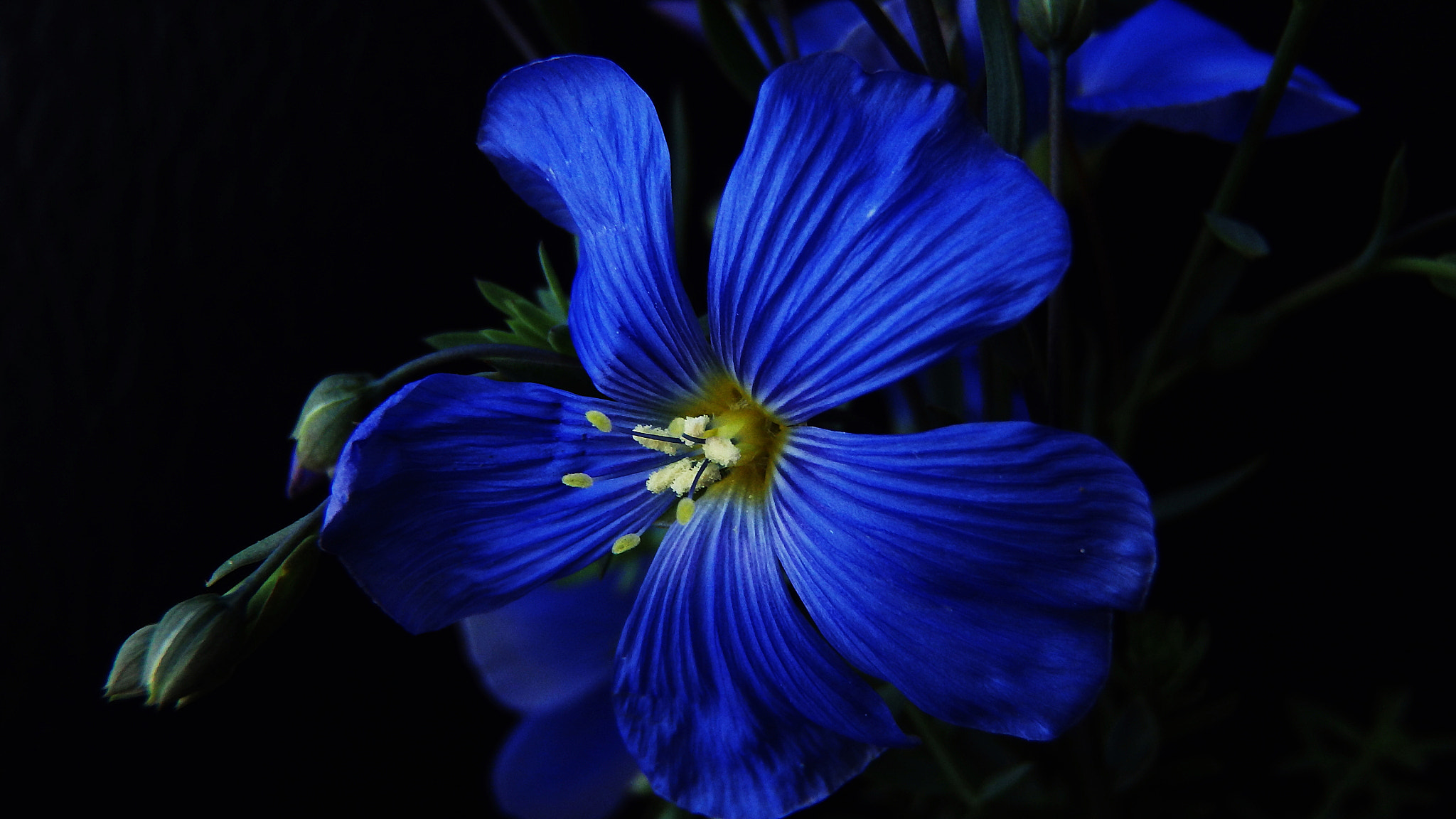 Olympus TG-830 sample photo. Blue royalty ii........... photography