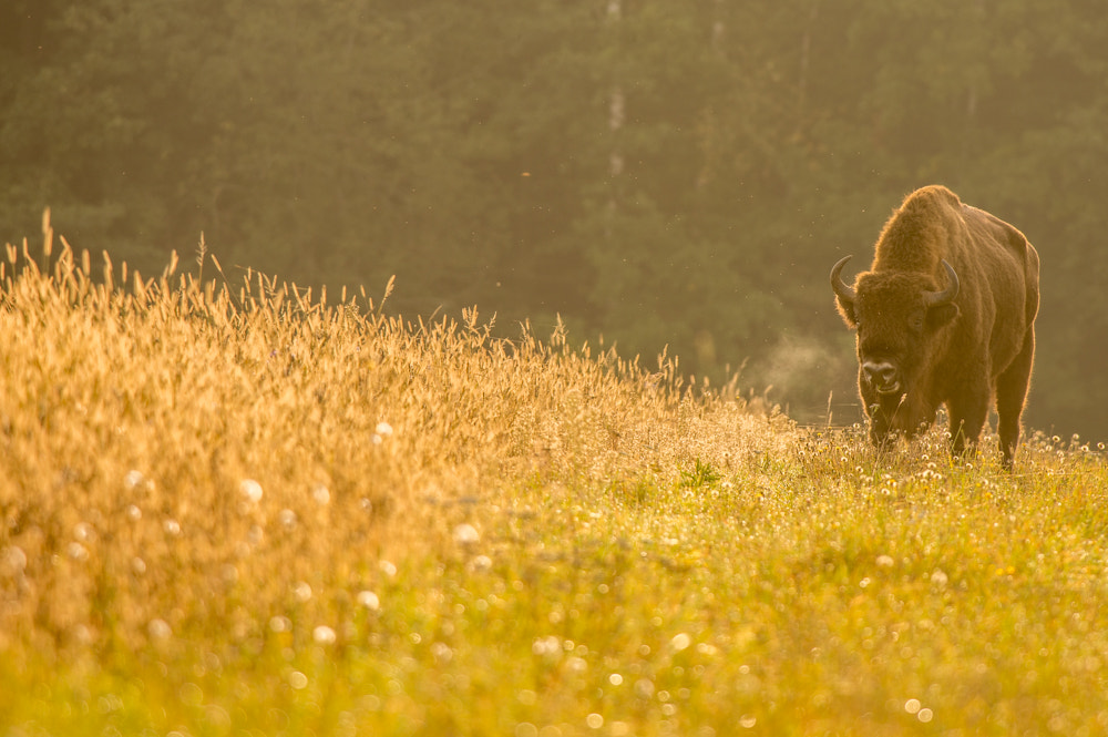 Nikon D600 + Nikon AF-S Nikkor 300mm F4D ED-IF sample photo. European bison photography