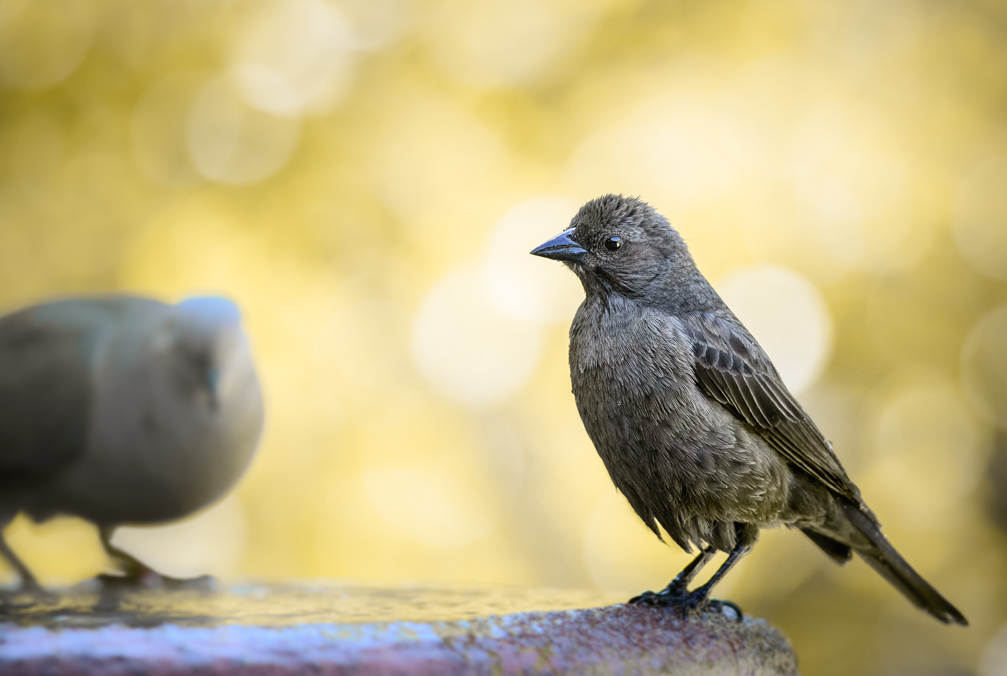 Nikon D3200 + Nikon AF-S Nikkor 300mm F4D ED-IF sample photo. Shiny cowbird: pause. photography