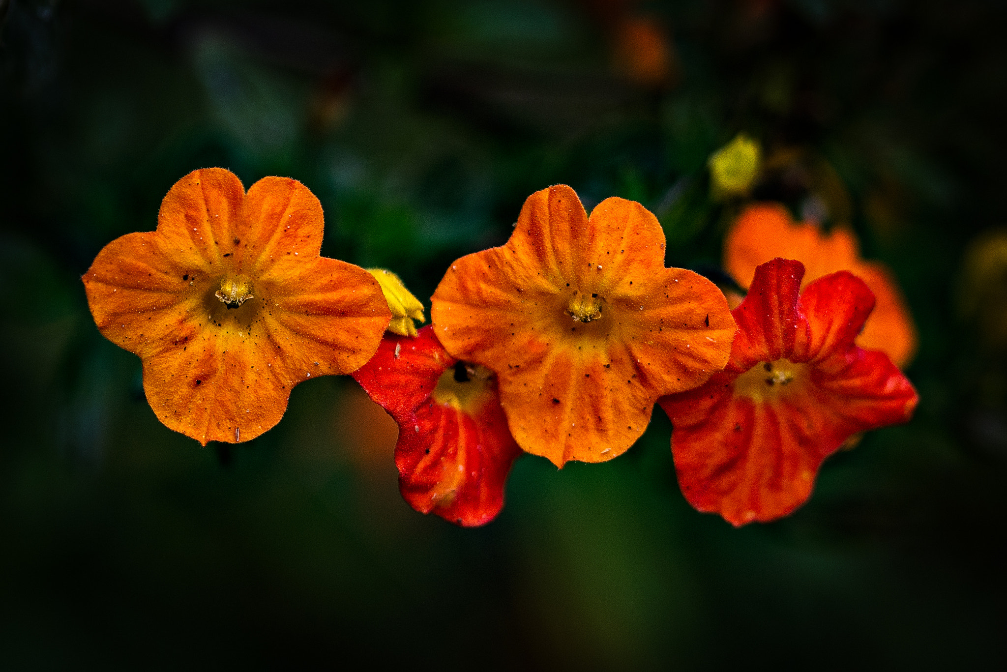 Nikon D600 sample photo. Orange and red photography