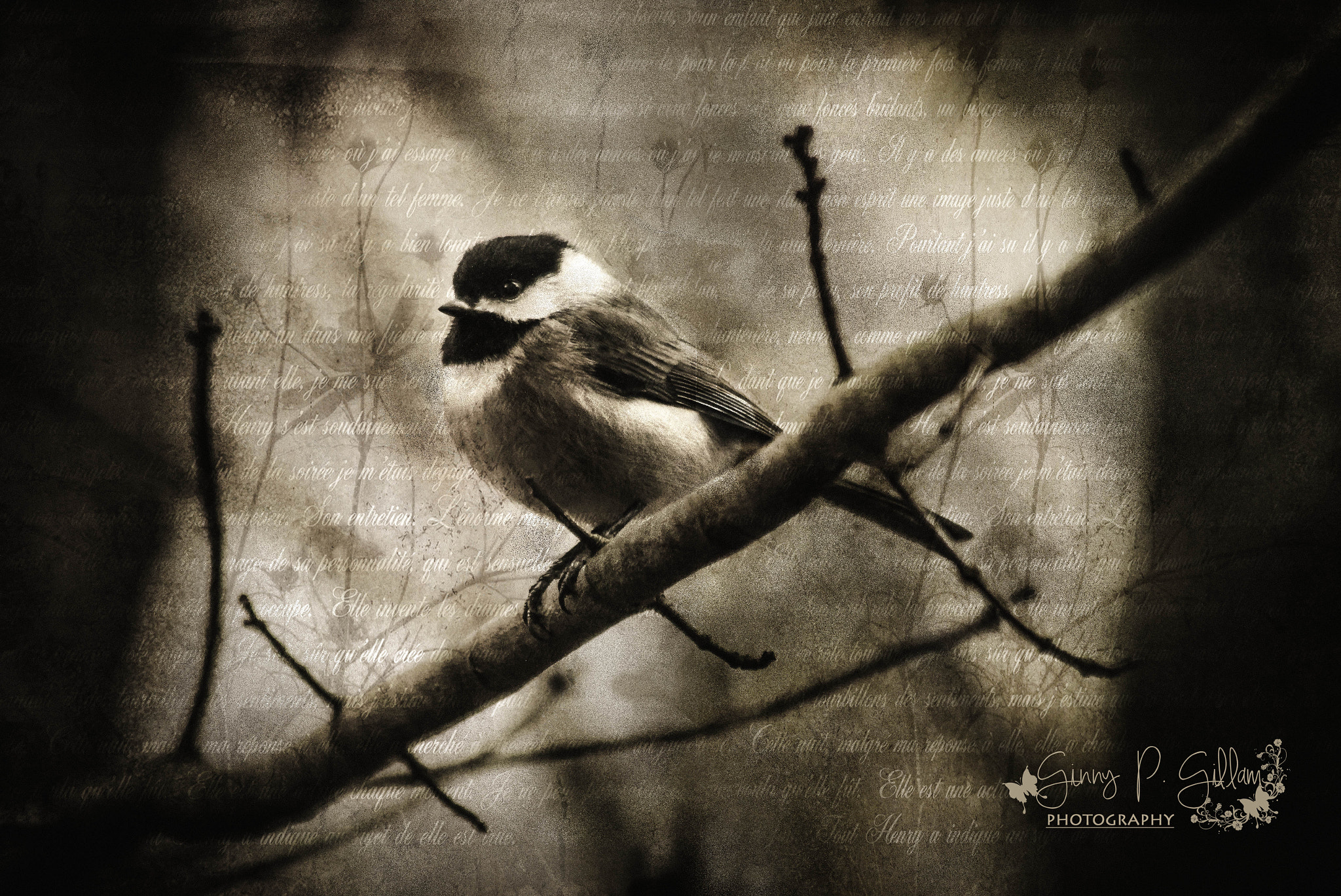 Canon EF 70-300mm F4-5.6 IS USM sample photo. A chickadee photography