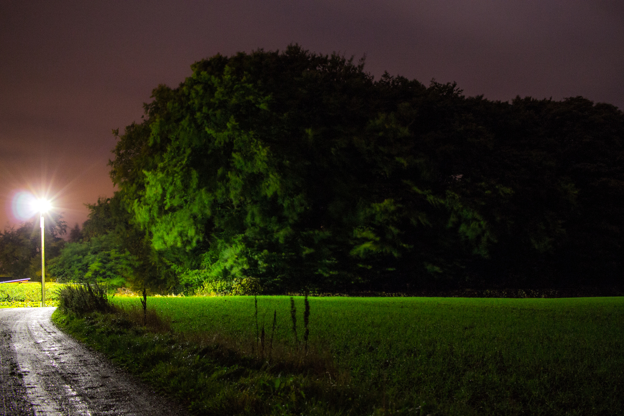 Canon EF-S 24mm F2.8 STM sample photo. Dark forest photography