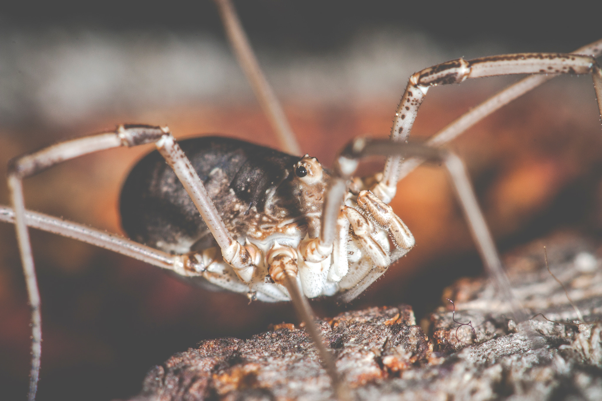 Canon EF 100mm F2.8 Macro USM sample photo. Img photography
