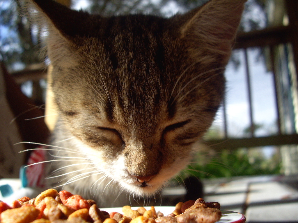 Pentax OPTIO A10 sample photo. Full tummy photography