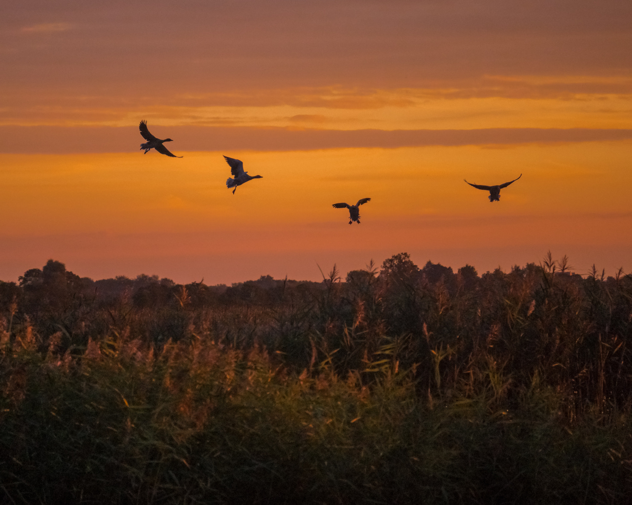 LUMIX G VARIO 45-150/F4.0-5.6 sample photo. Tienhoven october sunset #1 photography