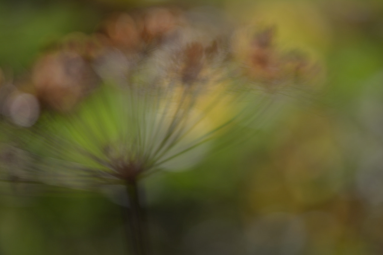 Sigma 150mm F2.8 EX DG Macro HSM sample photo. Formas photography