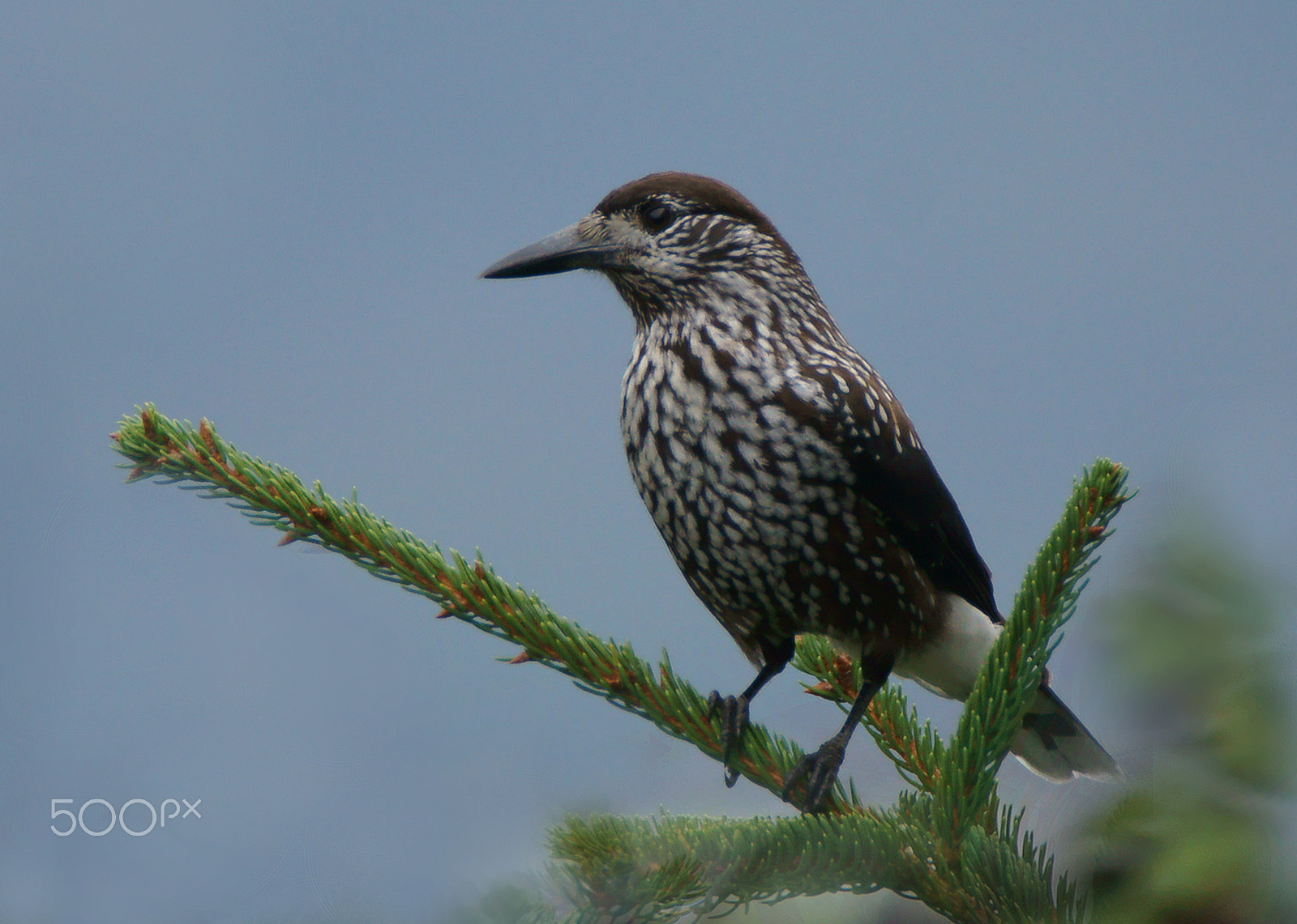 Sony SLT-A77 + Tamron SP 150-600mm F5-6.3 Di VC USD sample photo. Oresnik kropenaty photography