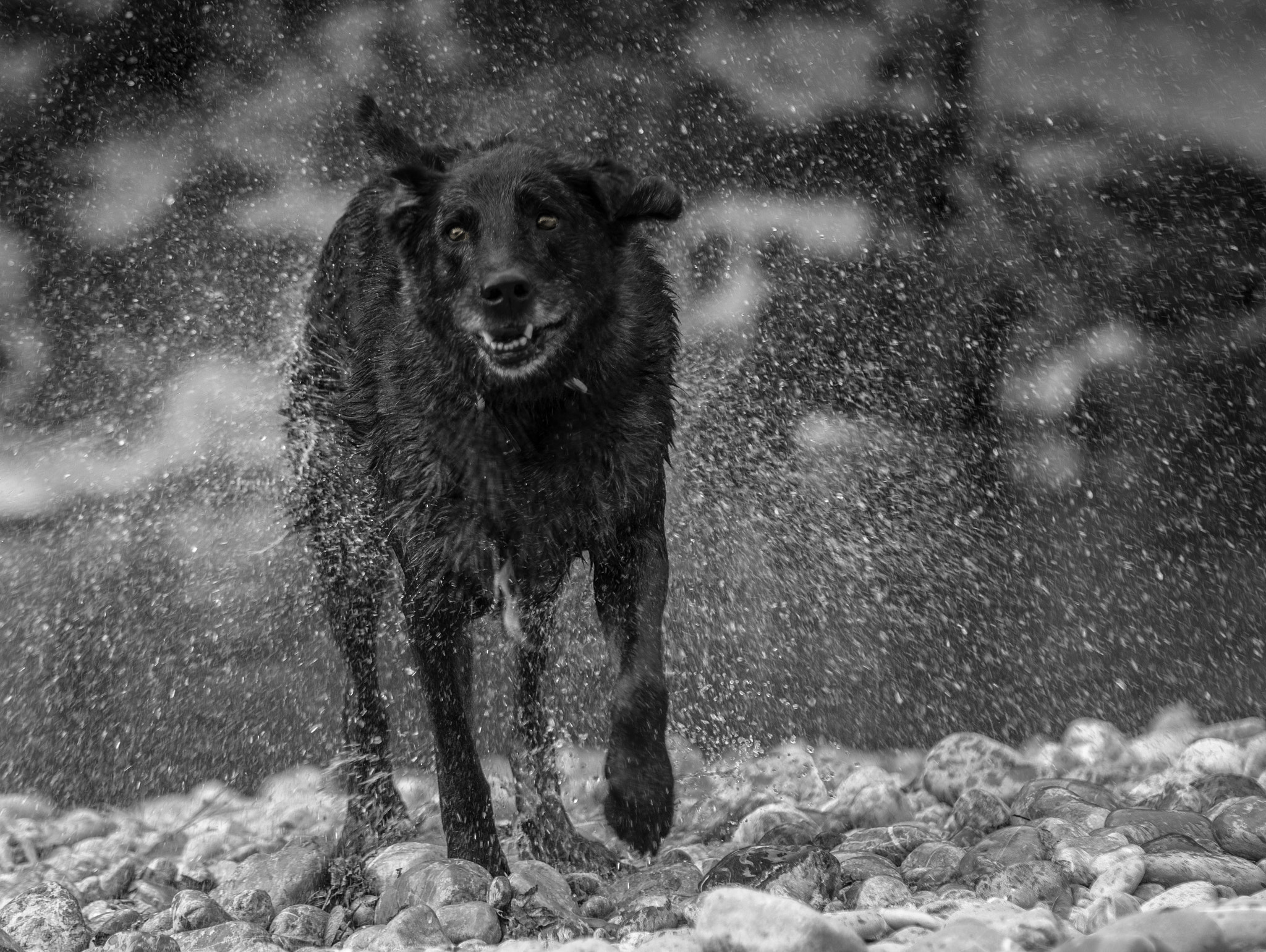 Sigma 70-200mm F2.8 EX DG Macro HSM II sample photo. Wet dog photography