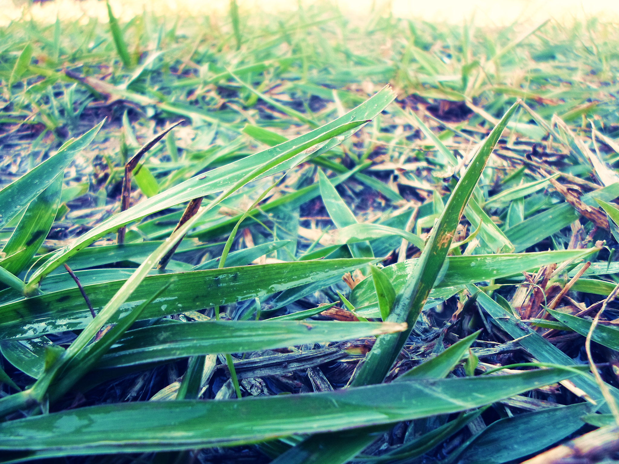 Samsung ST77 / ST79 sample photo. Nature photography