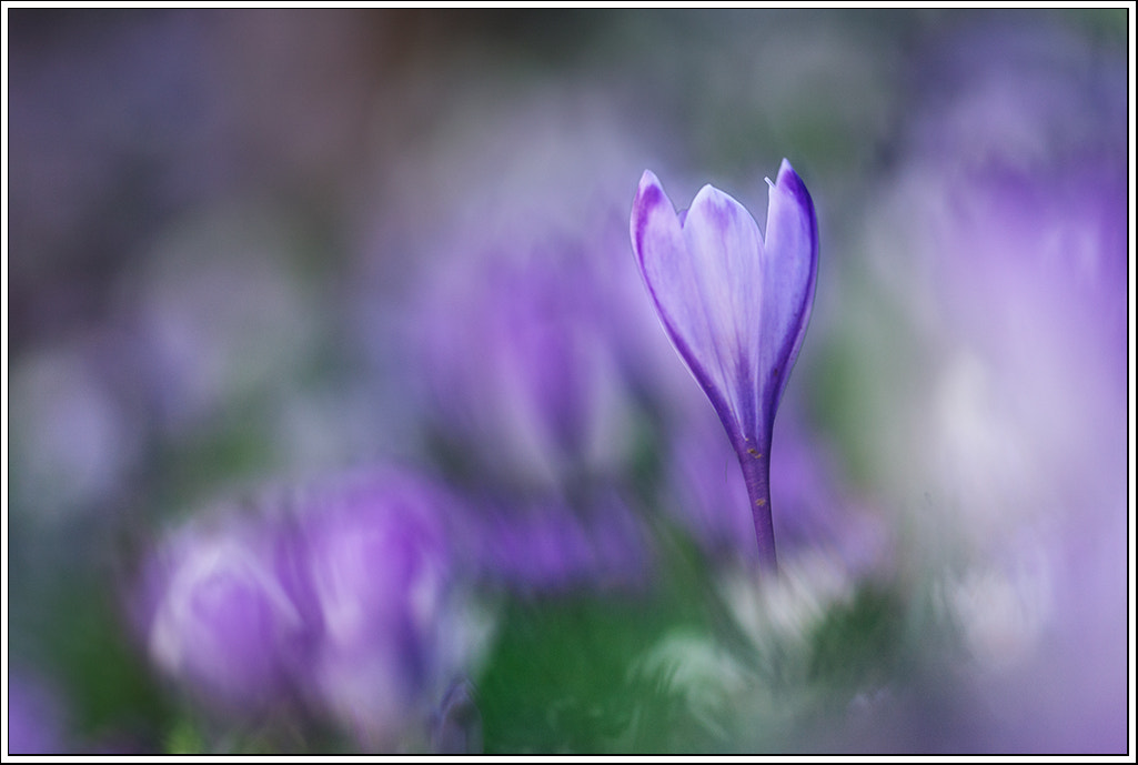 Canon EOS 5D + Canon EF 300mm F4L IS USM sample photo. Crocus photography