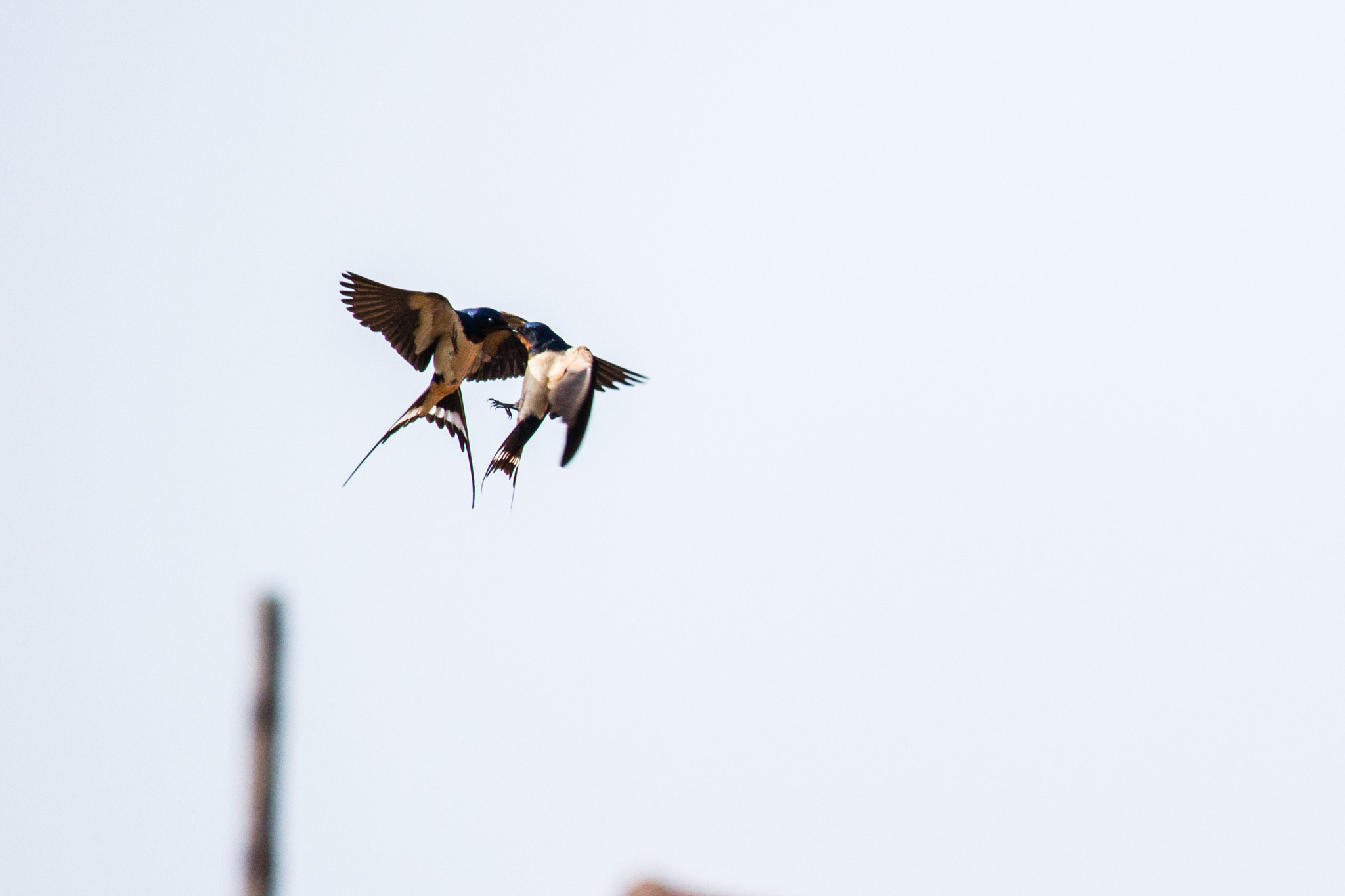 Canon EF-S 55-250mm F4-5.6 IS sample photo. First meet photography