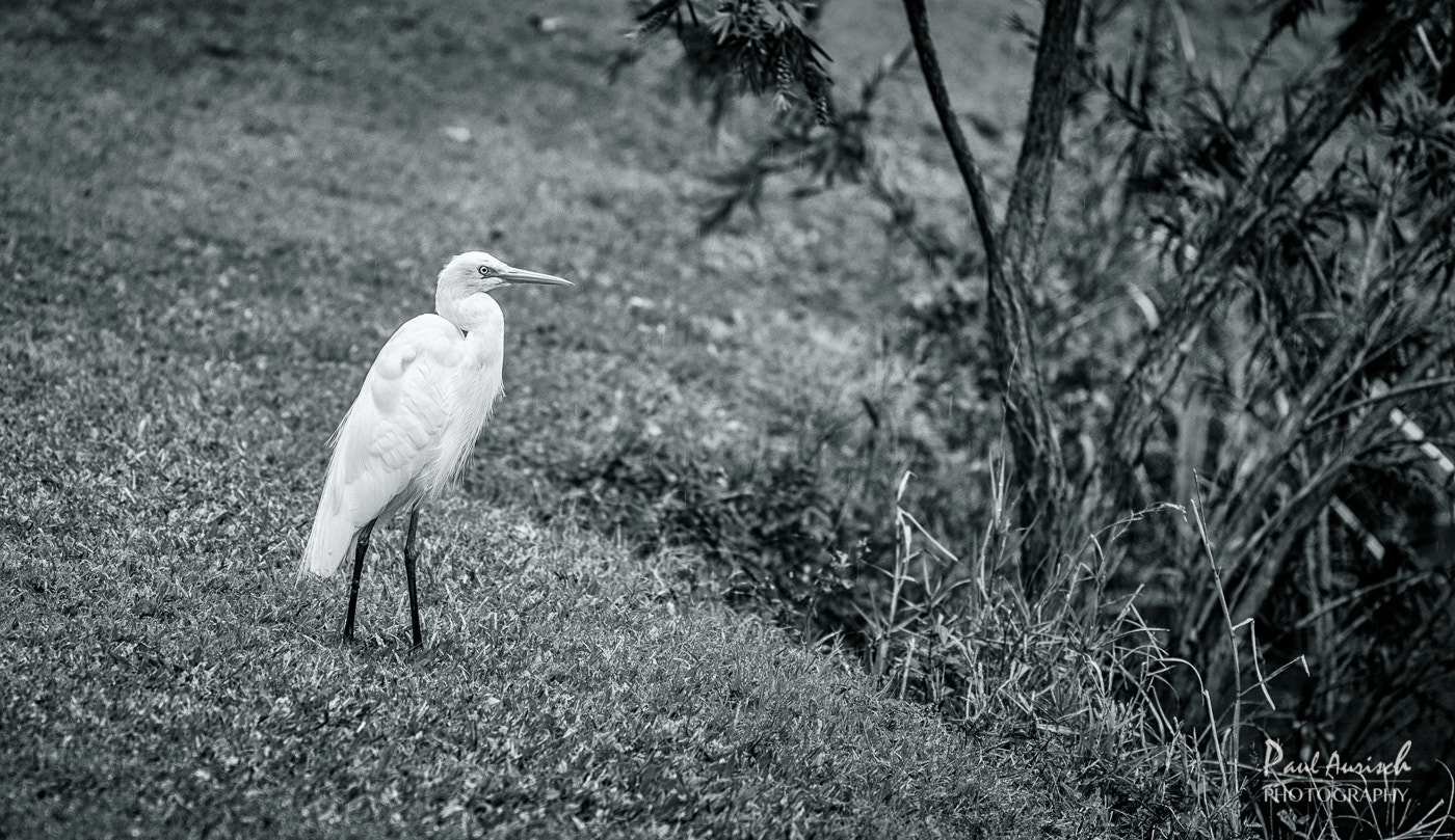 Nikon AF-S Nikkor 70-200mm F4G ED VR sample photo. Eastern great egret photography