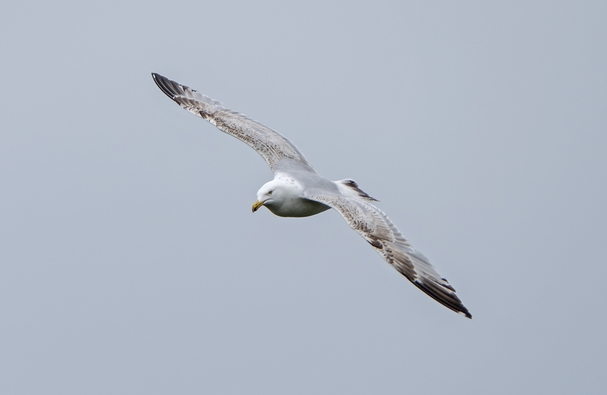 Fujifilm XF 100-400mm F4.5-5.6 R LM OIS WR sample photo. Herring gull photography
