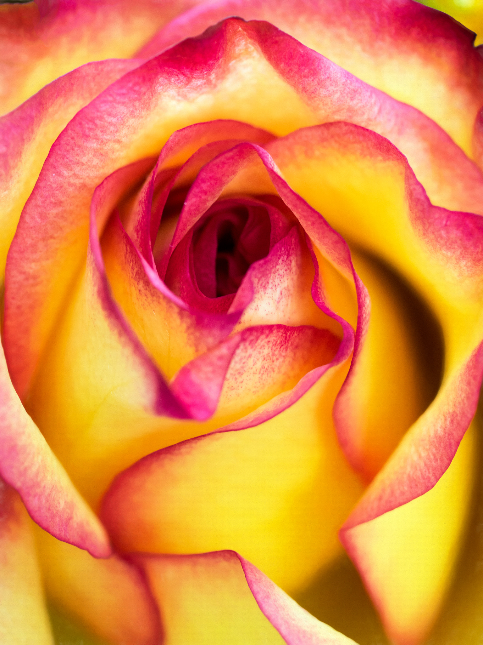 Panasonic Leica DG Macro-Elmarit 45mm F2.8 ASPH OIS sample photo. The art of seduction. photography
