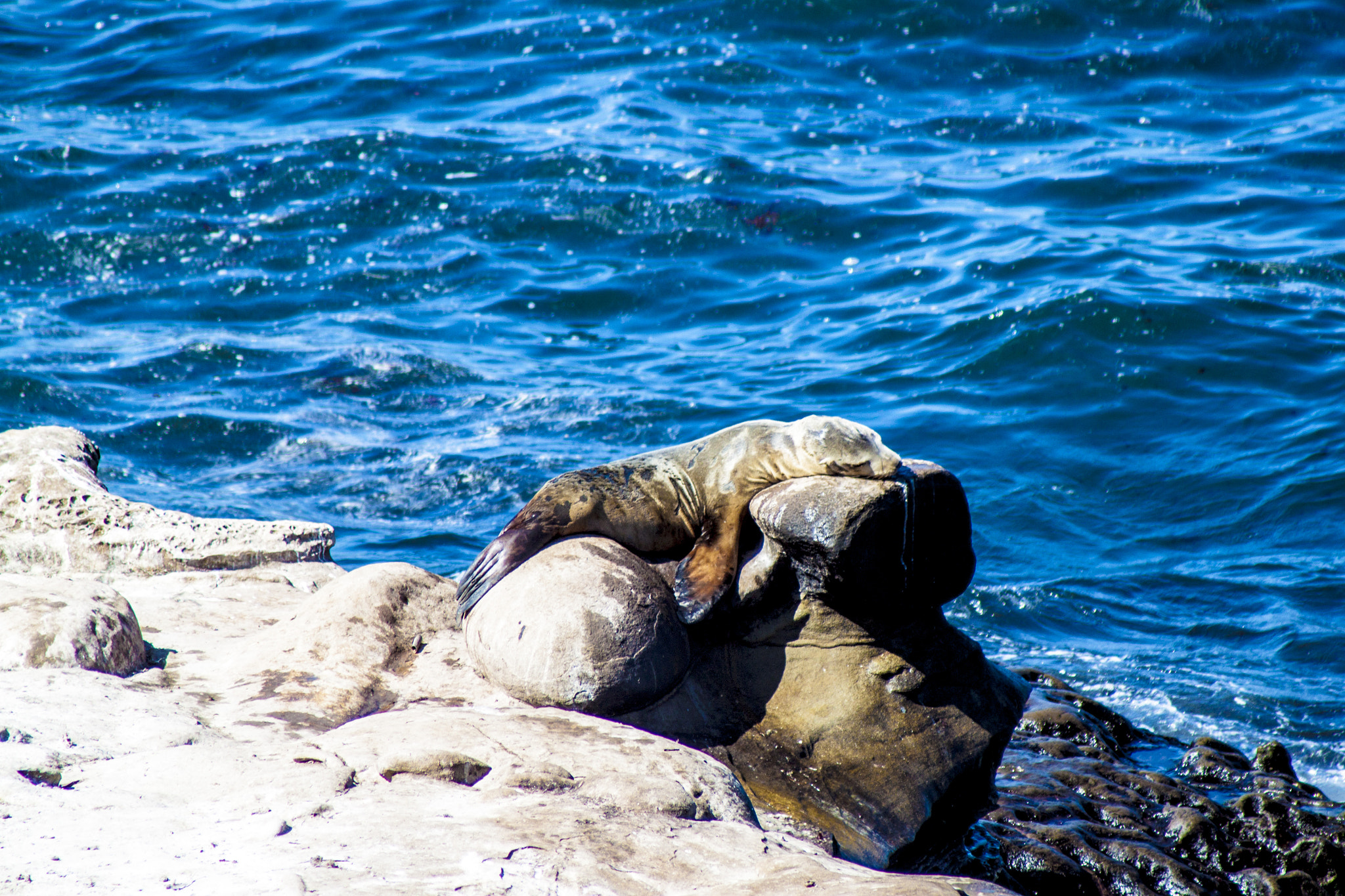 Canon EF 100-300mm F4.5-5.6 USM sample photo. Sleeping photography