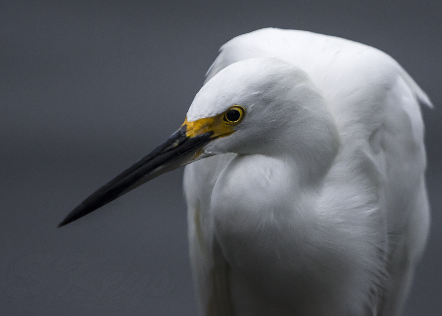 Sigma 500mm F4.5 EX DG HSM sample photo. Stannic (snowy egret) photography