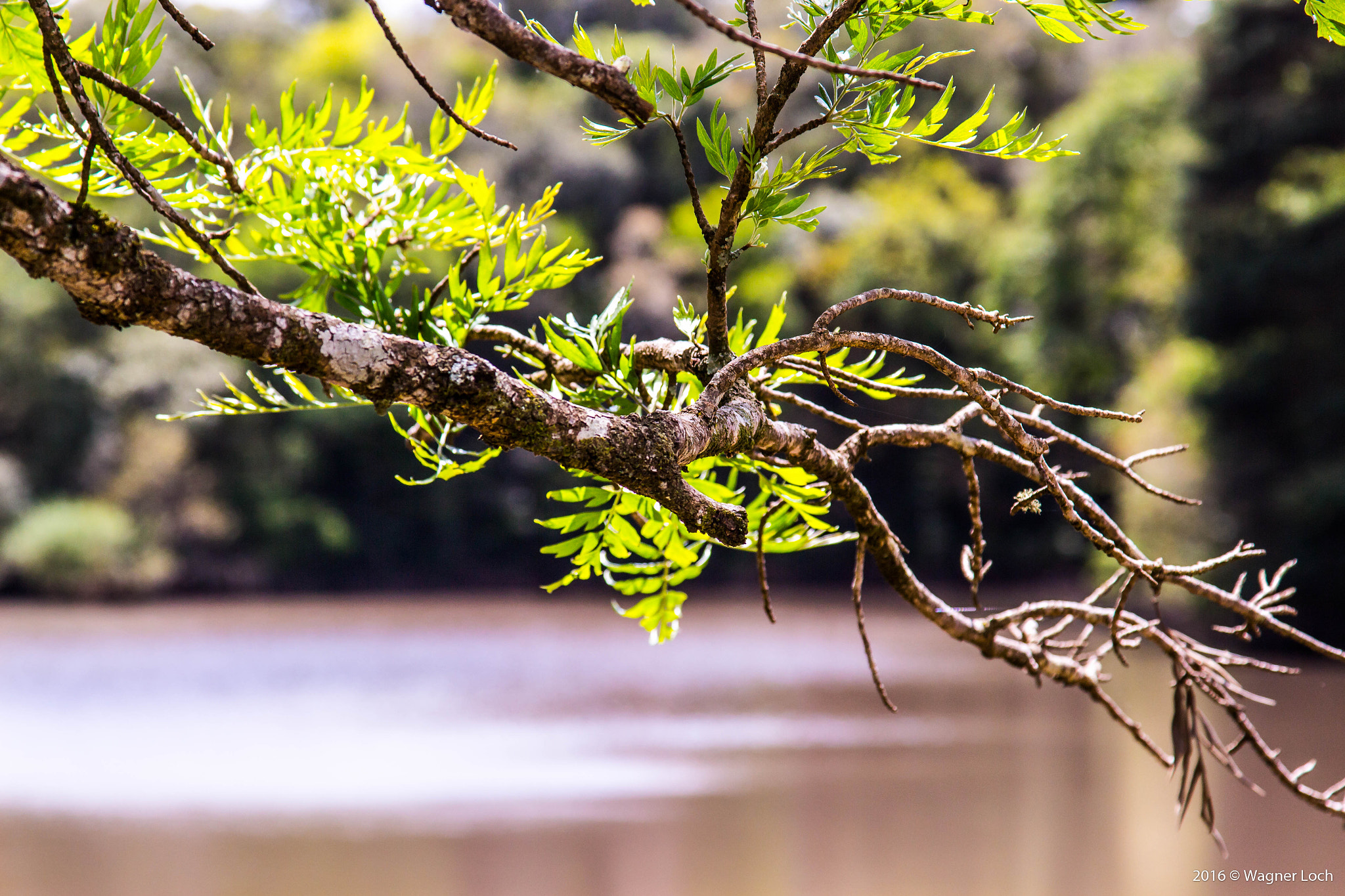 Canon EOS 700D (EOS Rebel T5i / EOS Kiss X7i) sample photo. Branches photography