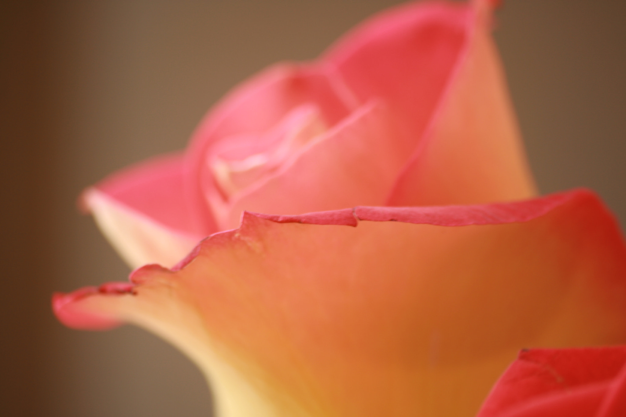 Sigma 70-300mm F4-5.6 APO DG Macro sample photo