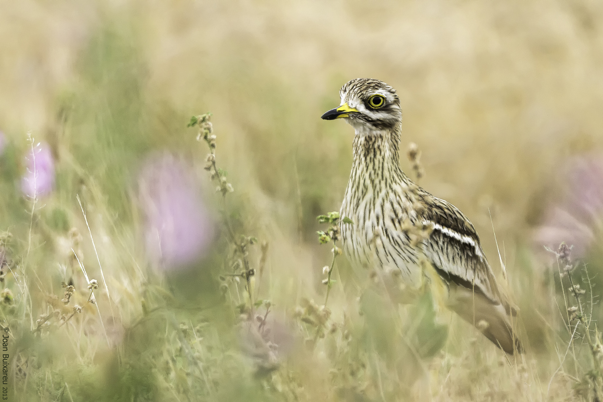 Canon EF 300mm F2.8L IS USM sample photo. Tumbi hide photography