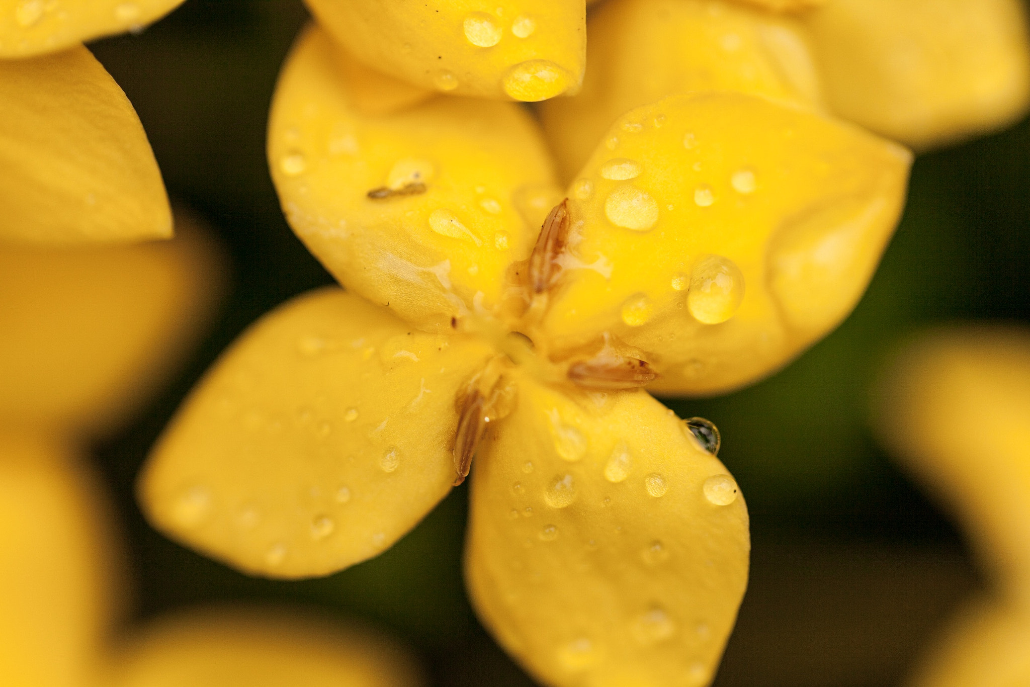 Canon EF 100mm F2.8L Macro IS USM sample photo. Morning rain photography