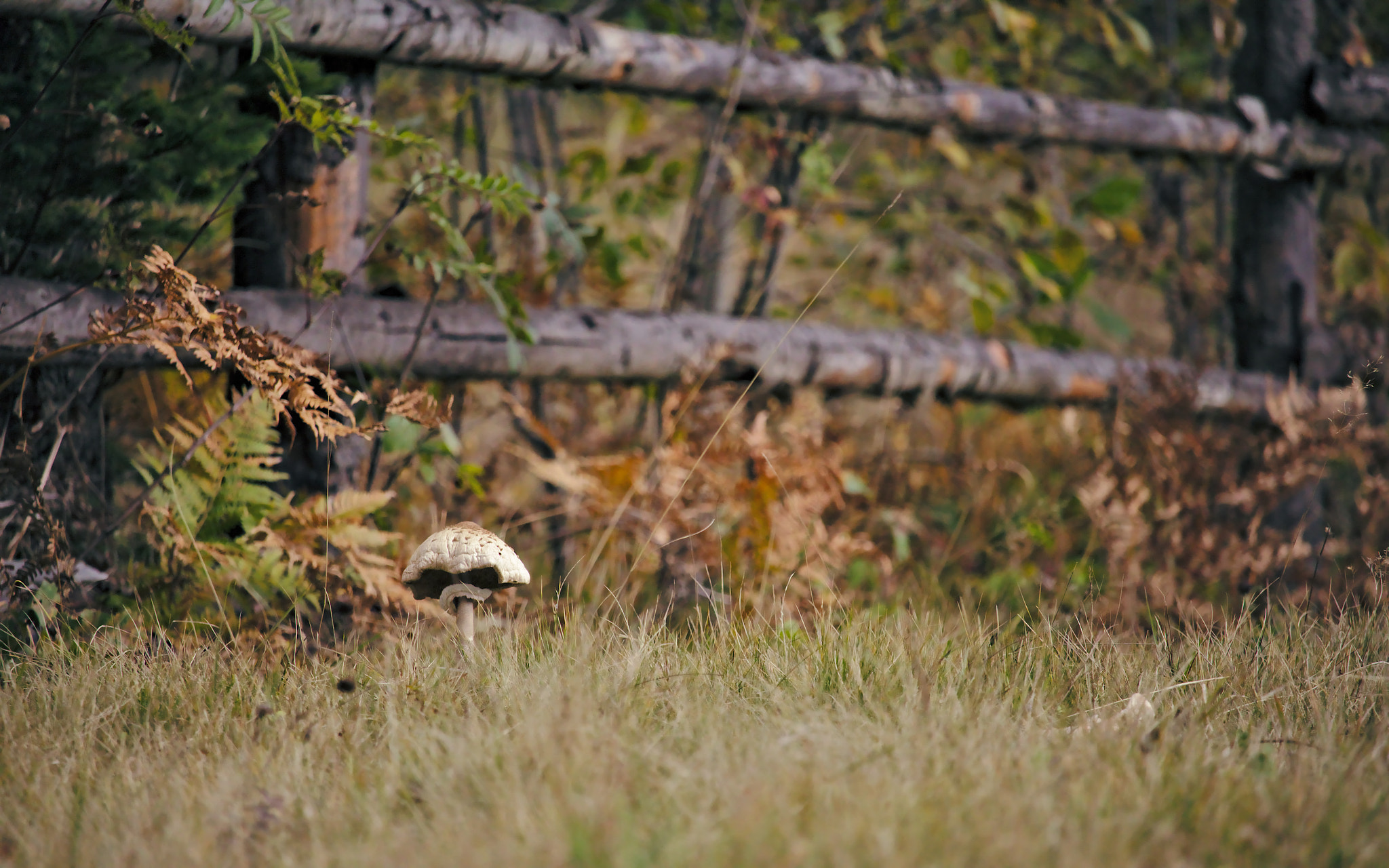 Canon EF-S 55-250mm F4-5.6 IS STM sample photo. Mushroom in the grass photography