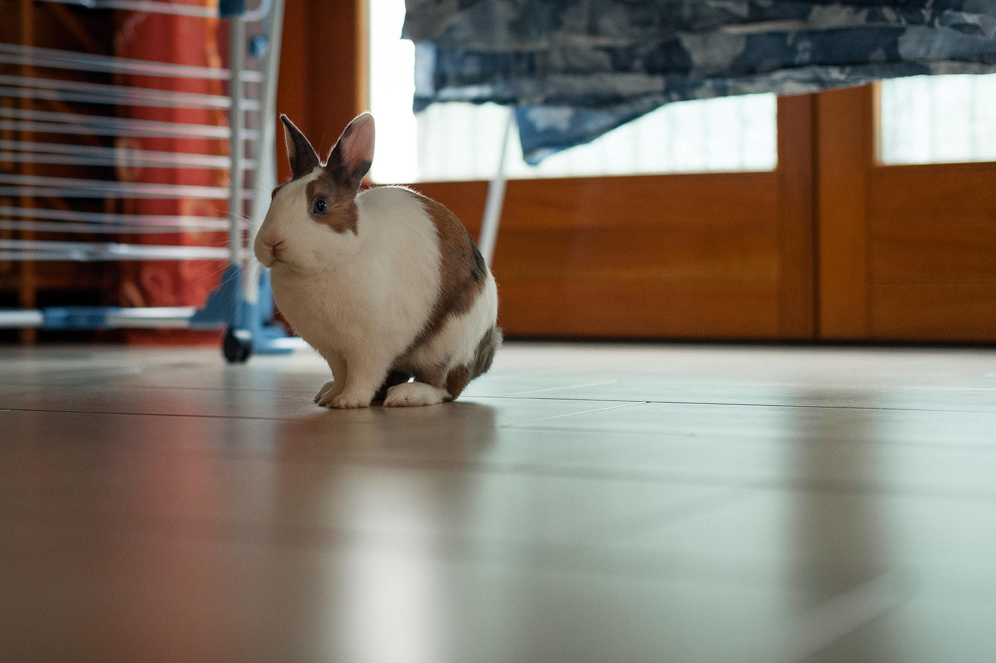 Nikon D3 + Nikon AF-S Nikkor 50mm F1.4G sample photo. My bunny - that style photography