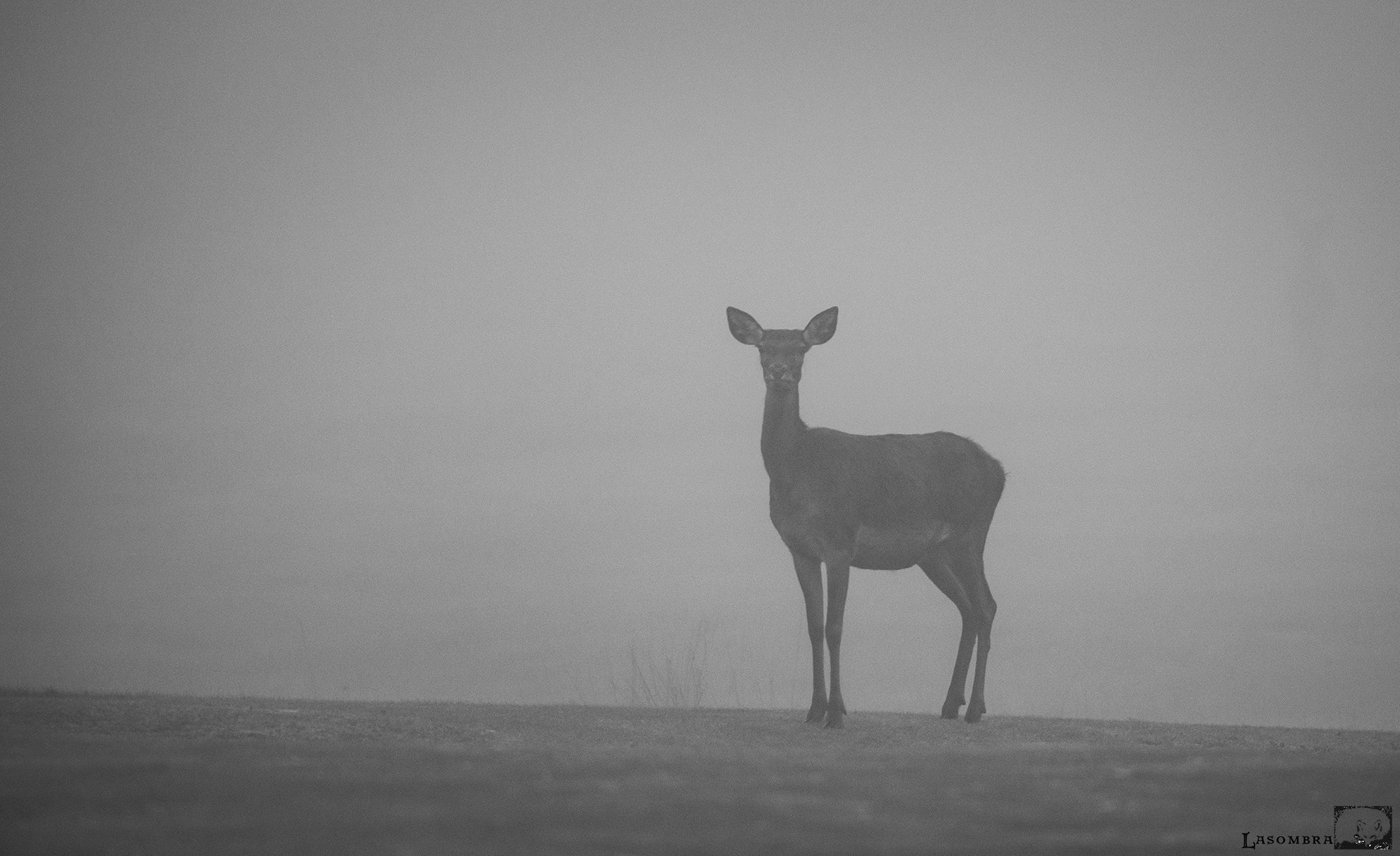 Nikon AF-S Nikkor 300mm F2.8G ED VR II sample photo. A ghost in the fog photography