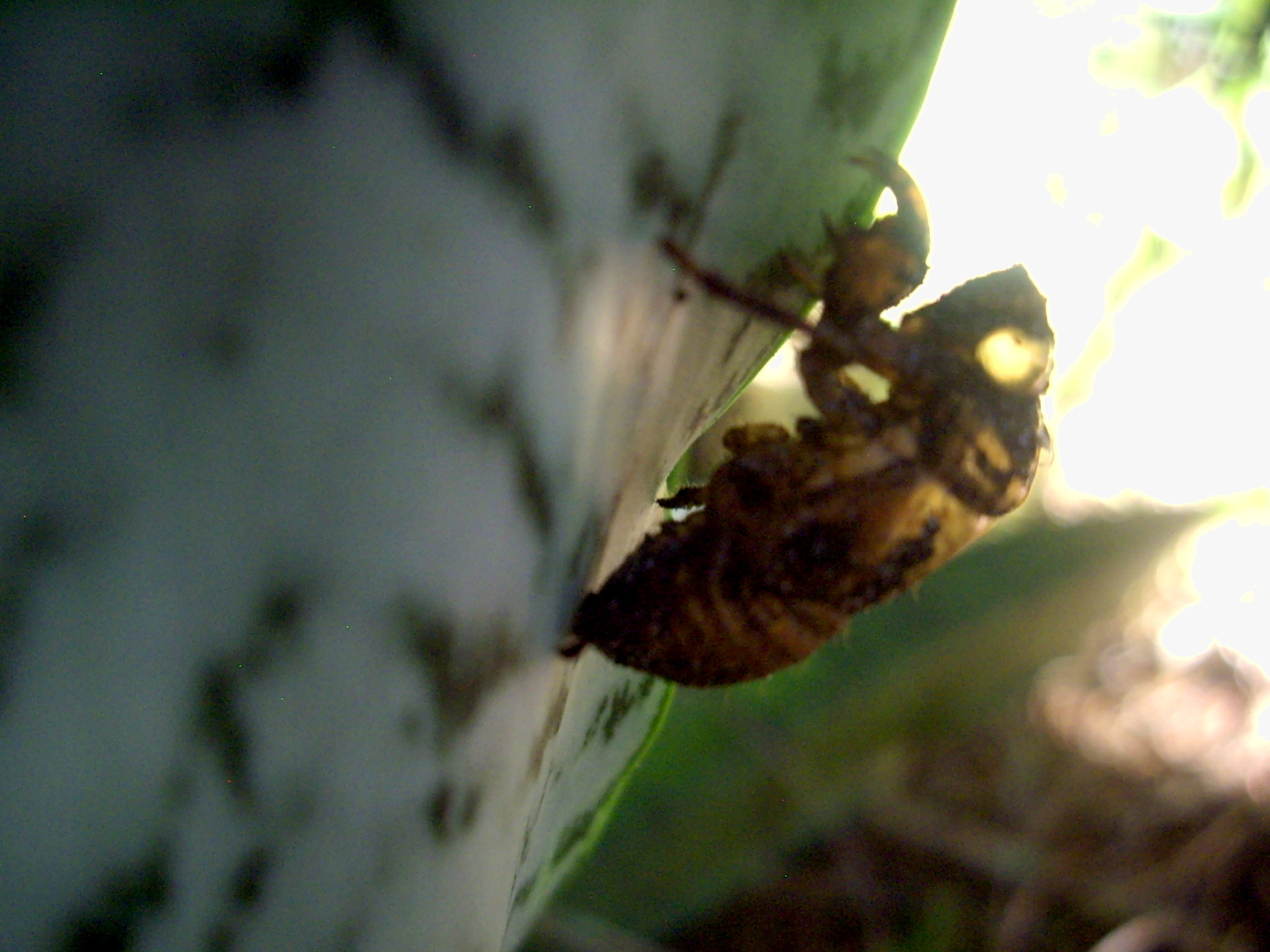 Pentax OPTIO A10 sample photo. Never let go photography