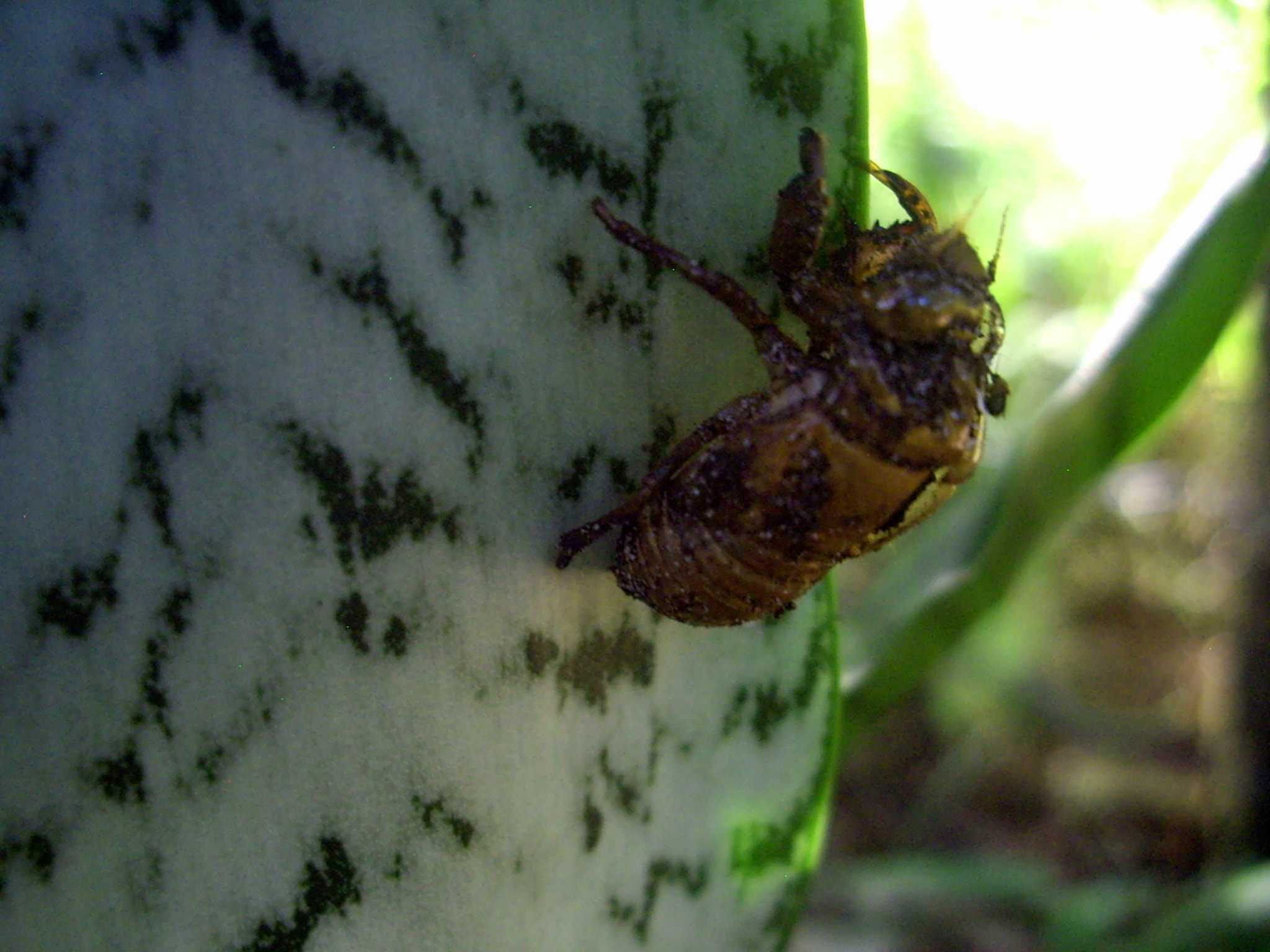 Pentax OPTIO A10 sample photo. Alien2 photography