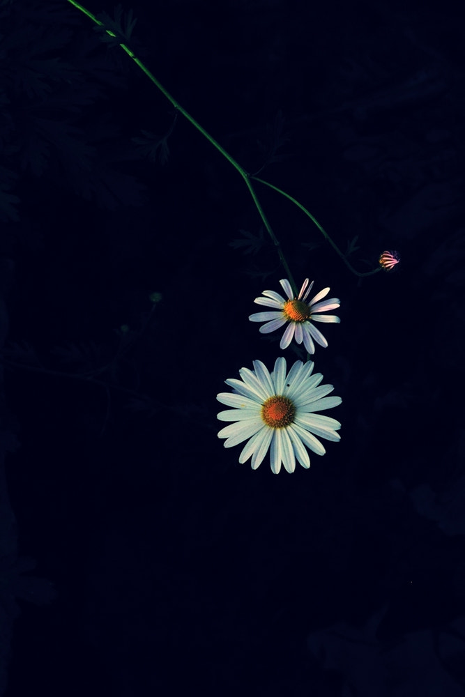 Nikon D300 sample photo. Img photography
