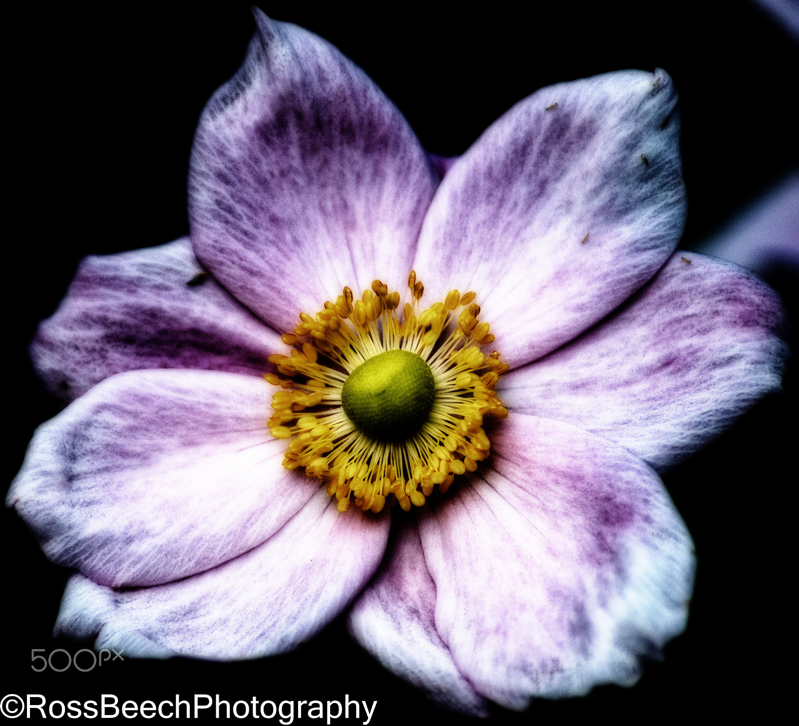 Nikon D610 + Sigma 70-300mm F4-5.6 DG Macro sample photo. Mystical flower blooming photography
