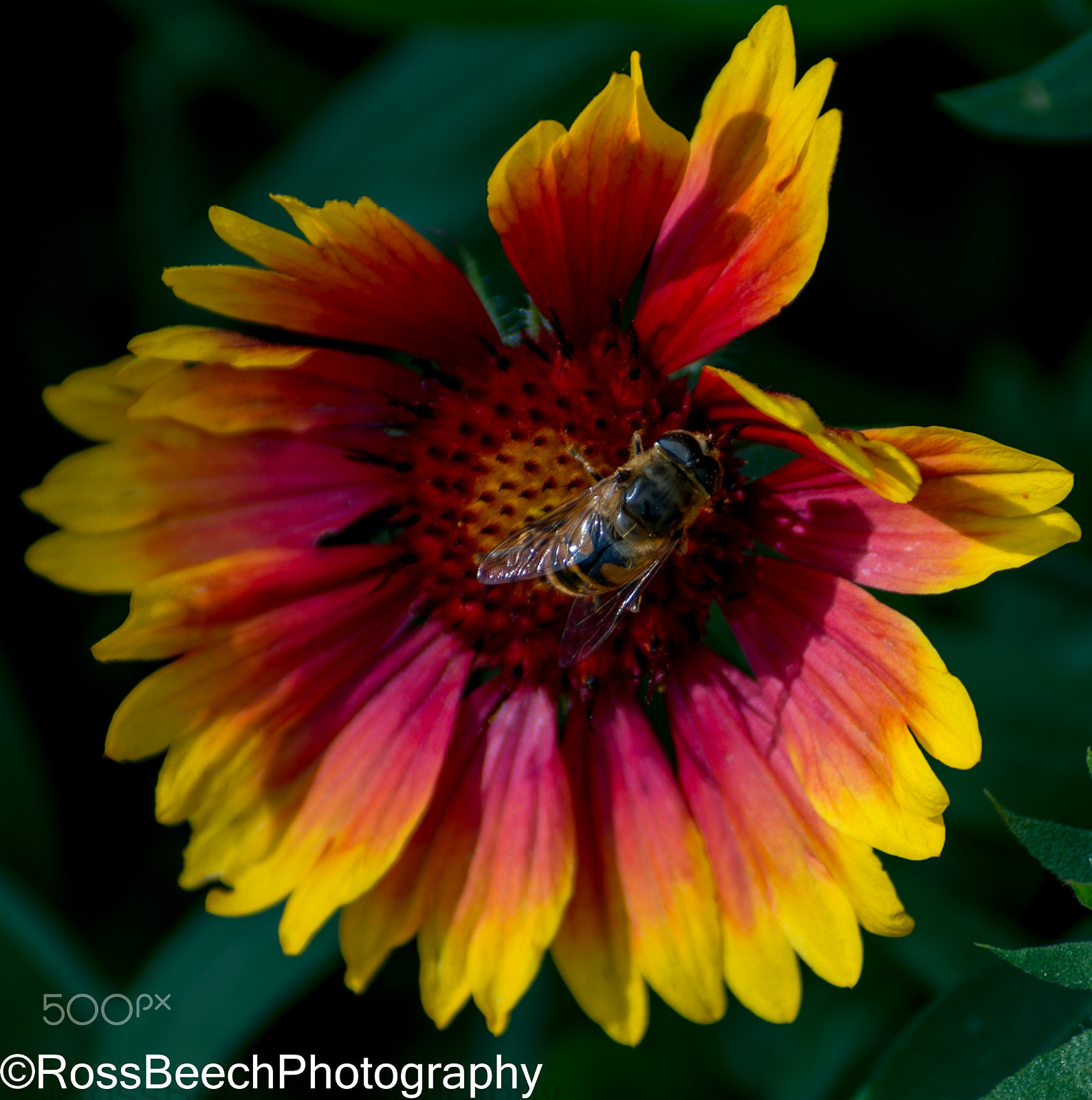 Nikon D610 + Sigma 70-300mm F4-5.6 DG Macro sample photo. Beautiful bee chilling on a flower photography