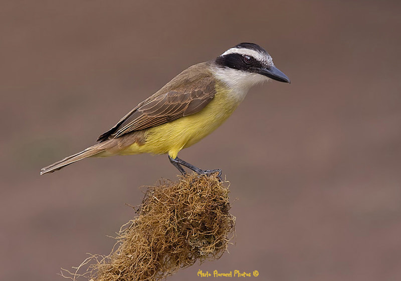 Canon EF 100-400mm F4.5-5.6L IS USM sample photo. Great kisdadee photography